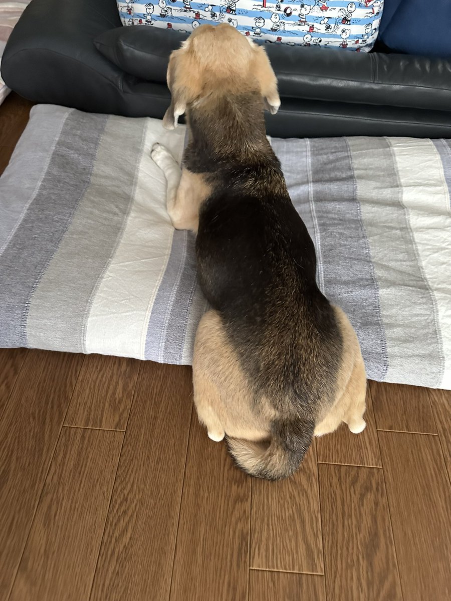 AnB30812's tweet photo. Good morning 🌞

我が家の一日は早寝早起き
昨日は9時には寝たのよ💤
だから3時頃一回 目が覚めちゃったけど…すぐに寝て…5時半に起床👀

ろーら🐶は私が起きたら行動開始🐾
ストーカーの始まり👀
それはそれは一瞬たりとも目を離さない👀
名付けて　ストーら🐶👀🤣

#beagle
#ろーら https://t.co/1UroW9X3hP