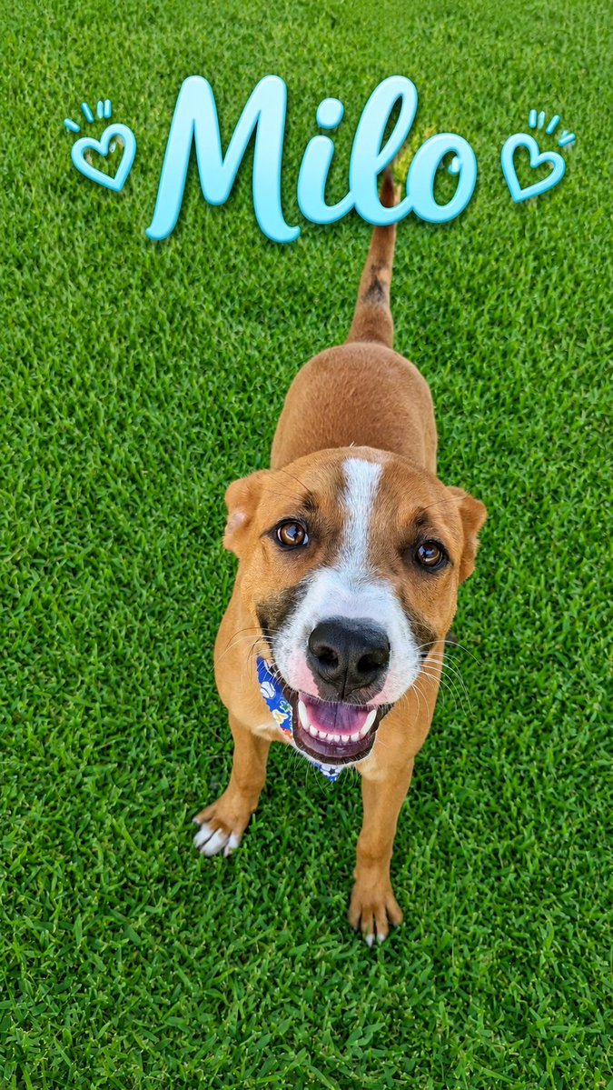 guatexanimales2's tweet photo. Caso 67-2025 Milo cachorro macho de 10 meses mezcla de boxer juguetón noble sociable  es talla mediana  vamos a buscarle una buena  familia pide formulario y cambia una vida 🐕 
#adoptanocompres
#adoptaunperro https://t.co/DvvWaEtyra