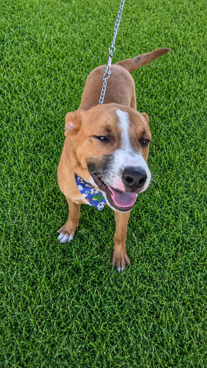 guatexanimales2's tweet photo. Caso 67-2025 Milo cachorro macho de 10 meses mezcla de boxer juguetón noble sociable  es talla mediana  vamos a buscarle una buena  familia pide formulario y cambia una vida 🐕 
#adoptanocompres
#adoptaunperro https://t.co/DvvWaEtyra
