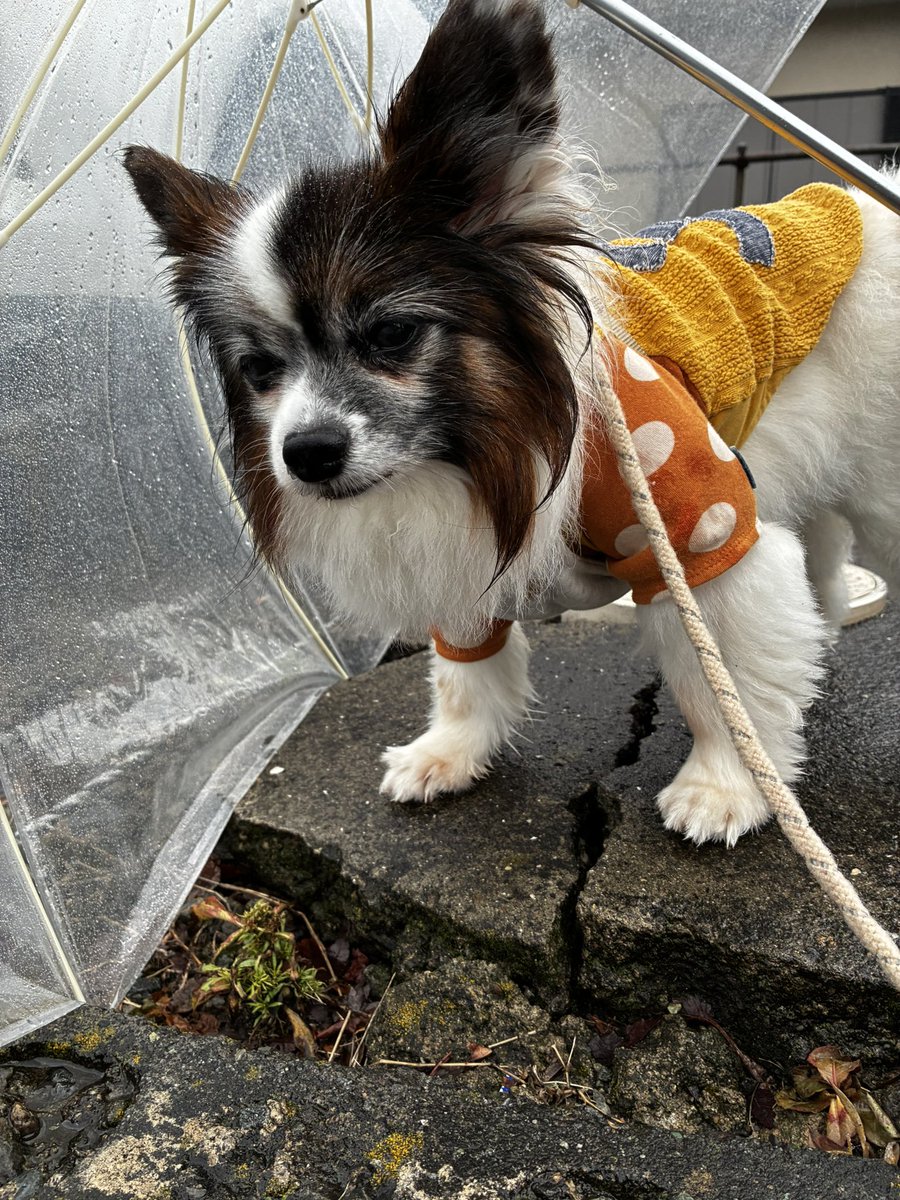 papillon3260's tweet photo. 今朝も微妙な雨んぽ☔
雨具着せるの悩む…😵‍💫やみそうだったのに途中普通に雨になった☔☔💩回収中
#雨んぽ
#シニア犬
#保護犬
#パピヨン https://t.co/EK09aQ1OtX
