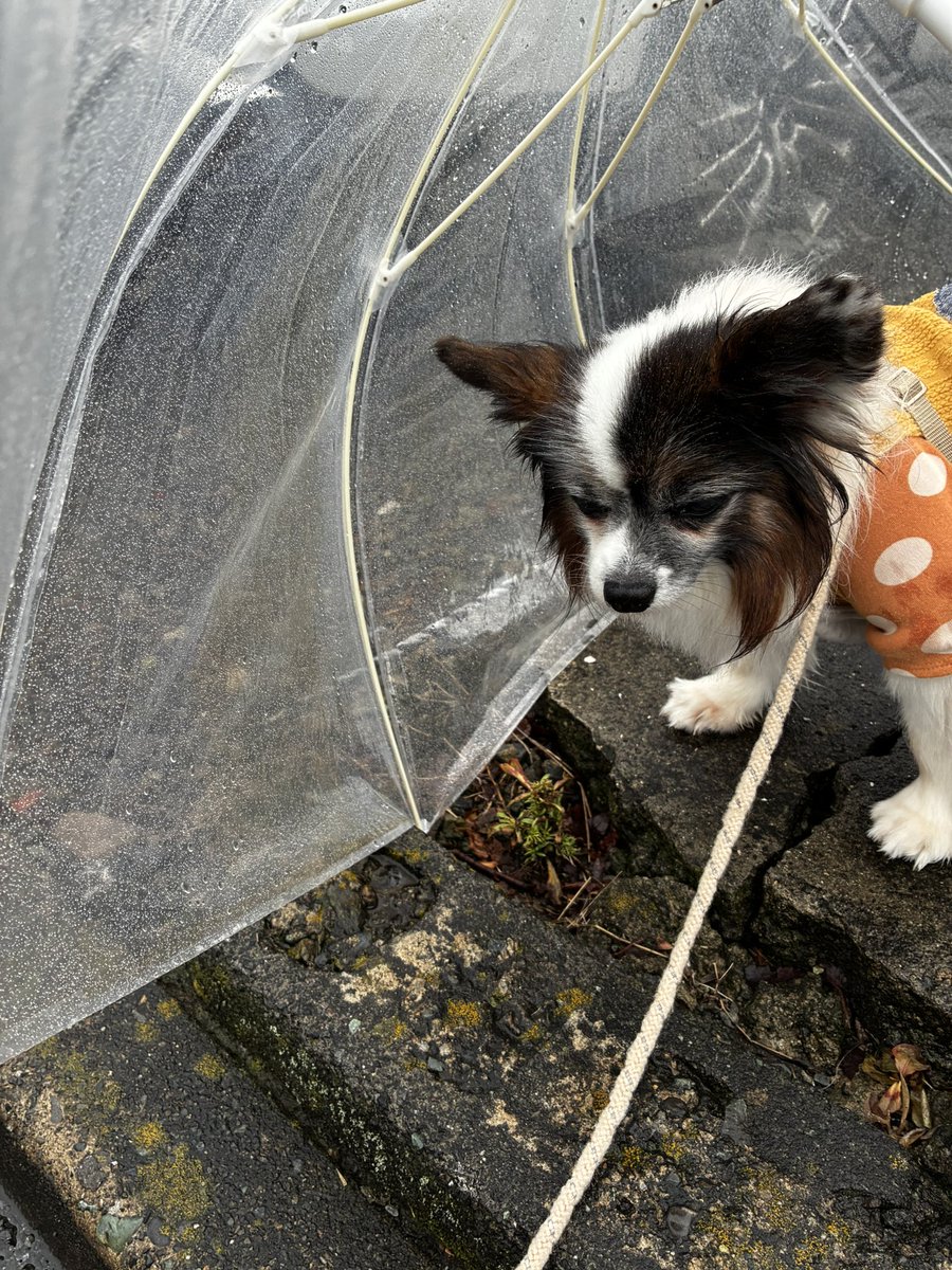 papillon3260's tweet photo. 今朝も微妙な雨んぽ☔
雨具着せるの悩む…😵‍💫やみそうだったのに途中普通に雨になった☔☔💩回収中
#雨んぽ
#シニア犬
#保護犬
#パピヨン https://t.co/EK09aQ1OtX