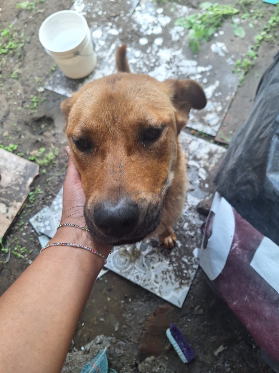 HELA_MORE's tweet photo. Amigos, gracias a @arireyes192 se logró conseguir un resguardo para los cachorros de este caso. Lamentablemente, uno de ellos ya no apareció. 😔

Para la mamá no salió ninguna opción y, aunque nos habíamos comprometido a recibirla antes del rescate de Lorenza, no podíamos dejarla sola y desprotegida. Por eso, hoy ya va rumbo a la pensión mientras encontramos algo mejor para ella. 🙏🏼

Nos urge reunir 20 padrinos de $100 pesos para cubrir el costo de su estancia. También agradeceremos muchísimo si alguien puede apoyarnos enviándole croquetas. 🐶🩷

A partir de hoy la vamos a llamar Frida. Deseamos que esta sea solo una etapa de transición y que muy pronto conozca lo que es tener un hogar, una familia y todo el amor que merece. 🌷

Si deseas apadrinar a Frida o apoyarla con alimento, mándanos un mensaje. Cada ayuda hace una enorme diferencia.✨
