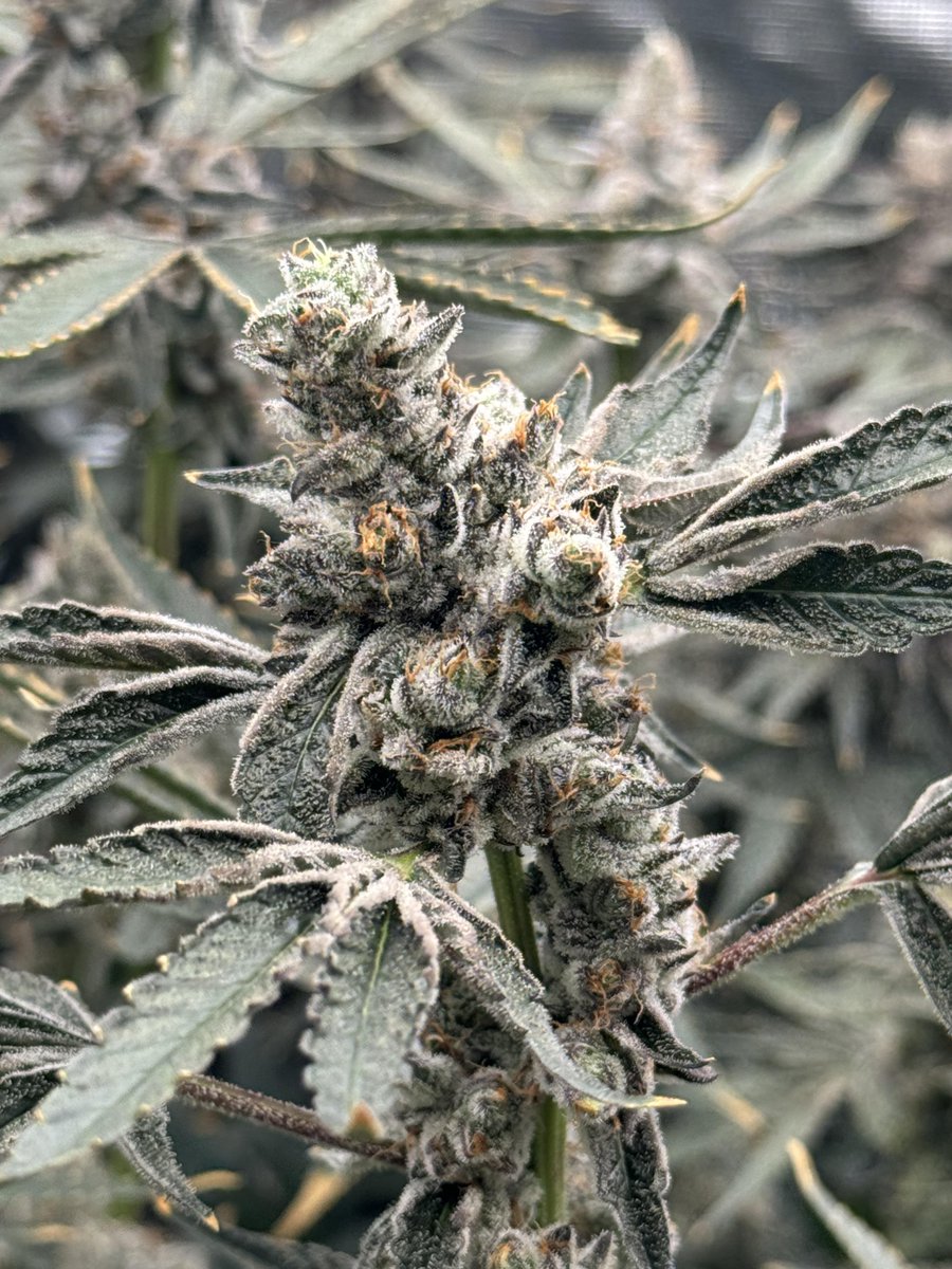 SPACEBLUNT17's tweet photo. Day 56 for the SoFem grow!! https://t.co/2LQyO6VFGD