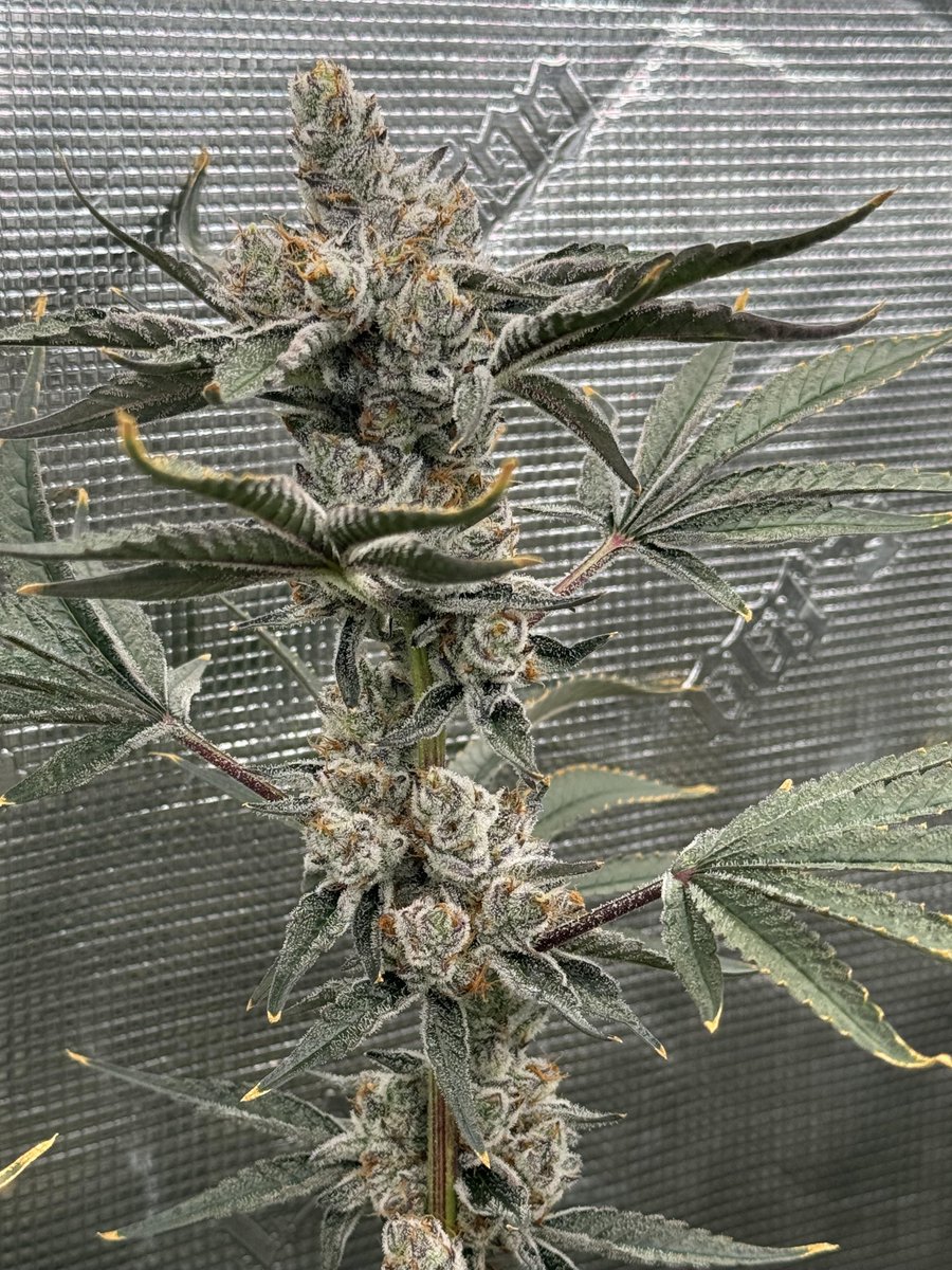 SPACEBLUNT17's tweet photo. Day 56 for the SoFem grow!! https://t.co/2LQyO6VFGD
