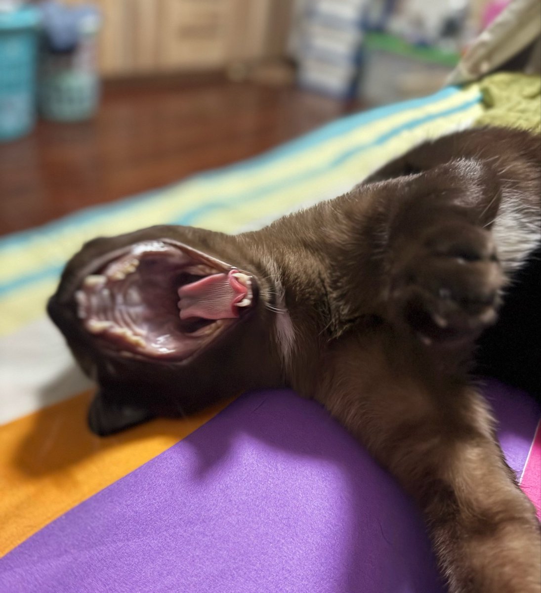 Somza tweet media