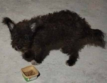 AlertaMePerdi's tweet photo. #ACTUALIZACION #PERDIDA #GUAYAQUIL
Nombre: #sasha
Fecha: 2026-06-14
Sector: Sur, 23 y venezuela
Sexo: Hembra
Raza: mestizo
Observación: orejas paradas, gordita y pequeña
Contacto: 0982222202
¡Ayúdalo a volver con su familia!
 #AlertaMePerdí https://t.co/gqUWsHHhPW