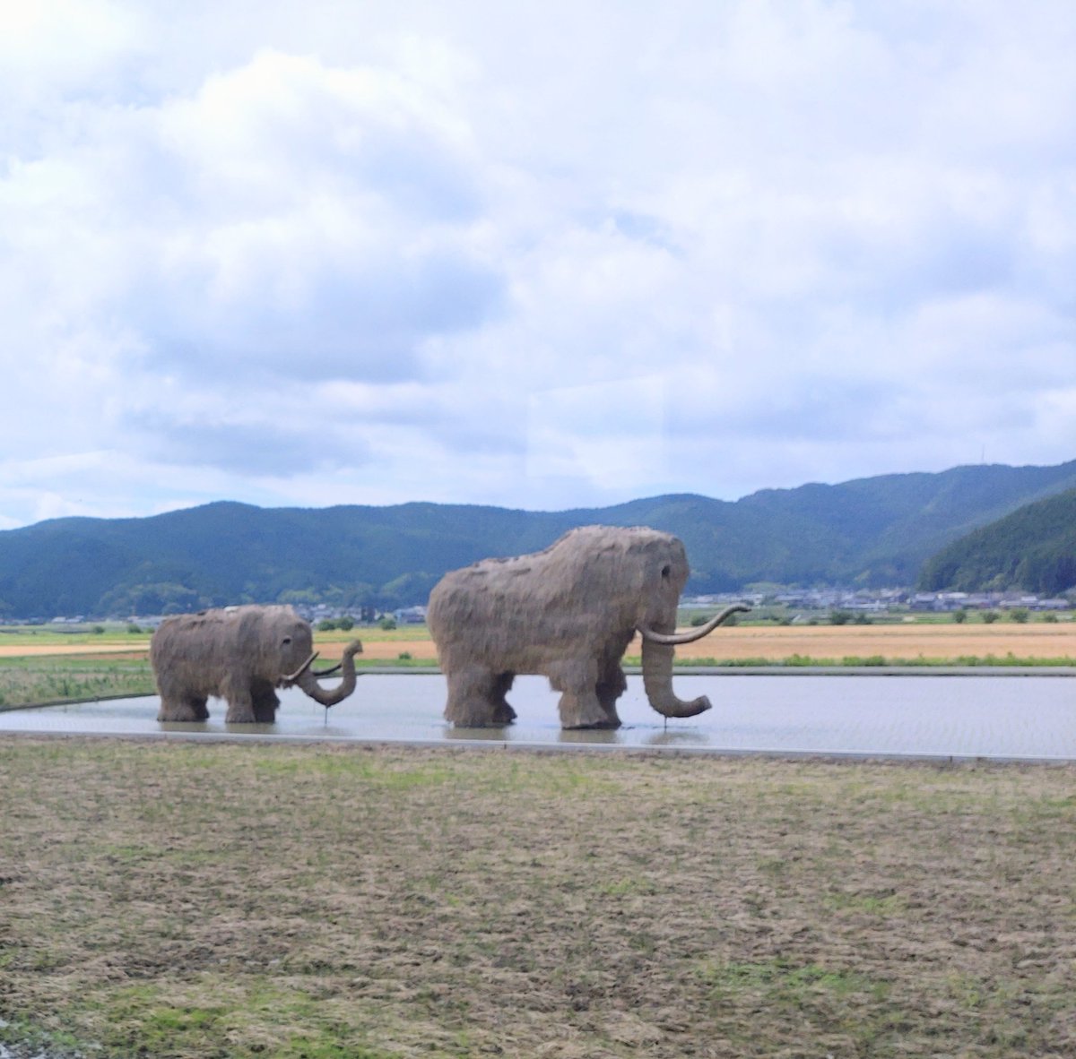 SatDance's tweet photo. おはようマンモス https://t.co/YlXc33pNbu