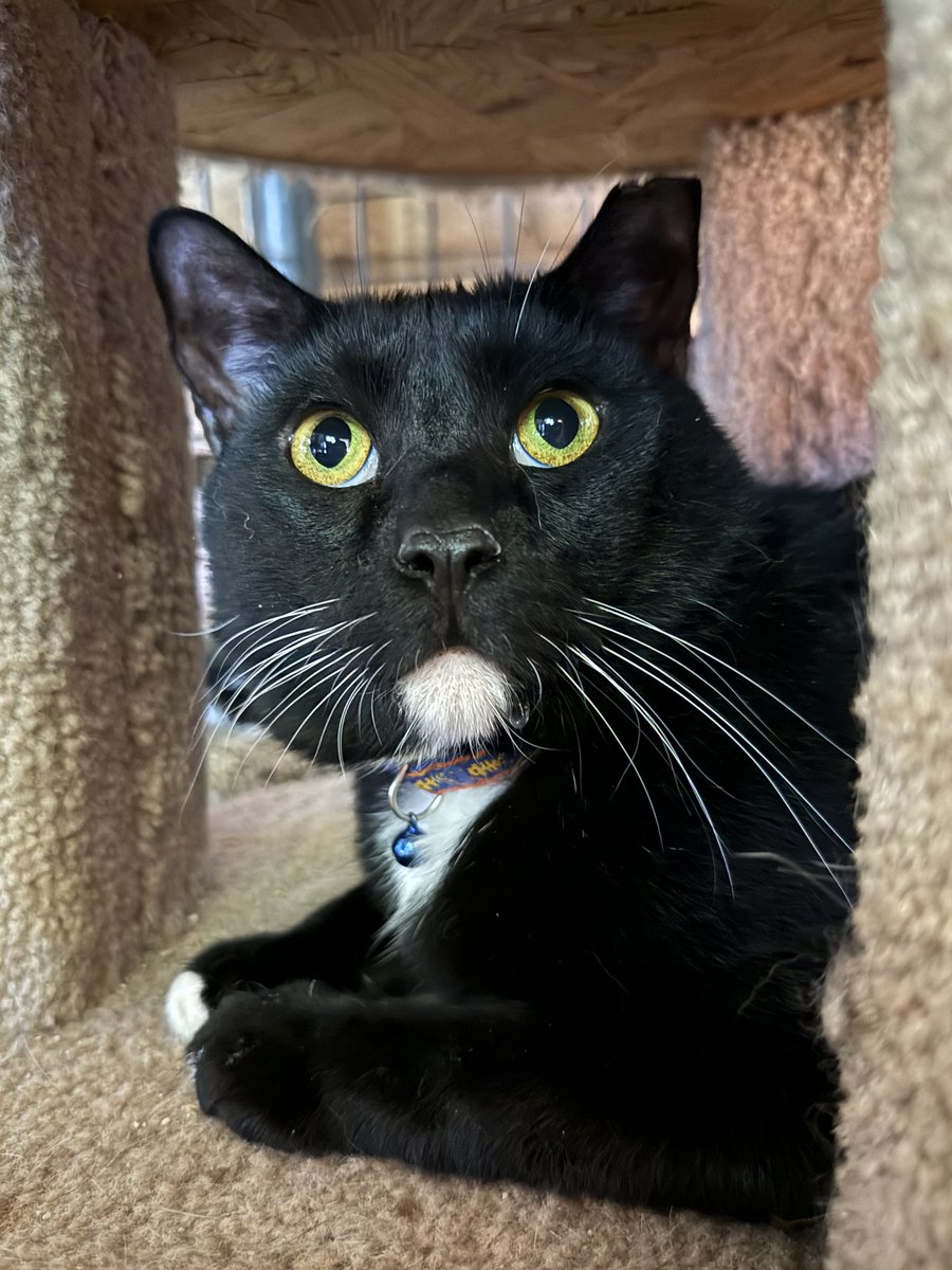 WishesRescue's tweet photo. 🚨SOS! 🚨We took in FOURTEEN from Phoenix today! We are now CLOSED for intake, but that means we have tons of cats needing vetting this week. Our last plea did not raise enough money and that was just two cats. PLEASE HELP!

Donate: https://t.co/vhrWy3gzSB https://t.co/9G0pN0wGsb
