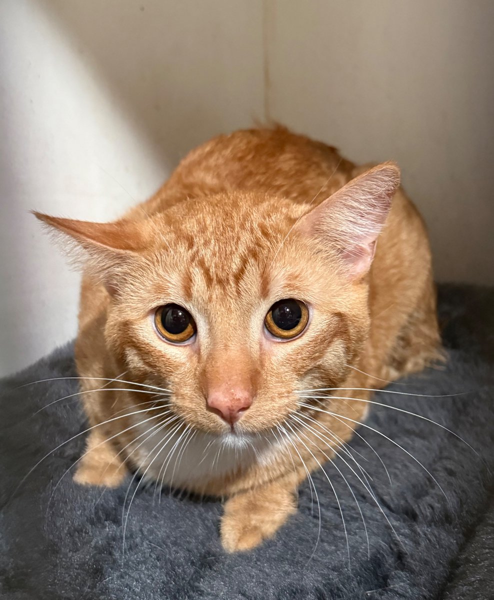 WishesRescue's tweet photo. 🚨SOS! 🚨We took in FOURTEEN from Phoenix today! We are now CLOSED for intake, but that means we have tons of cats needing vetting this week. Our last plea did not raise enough money and that was just two cats. PLEASE HELP!

Donate: https://t.co/vhrWy3gzSB https://t.co/9G0pN0wGsb
