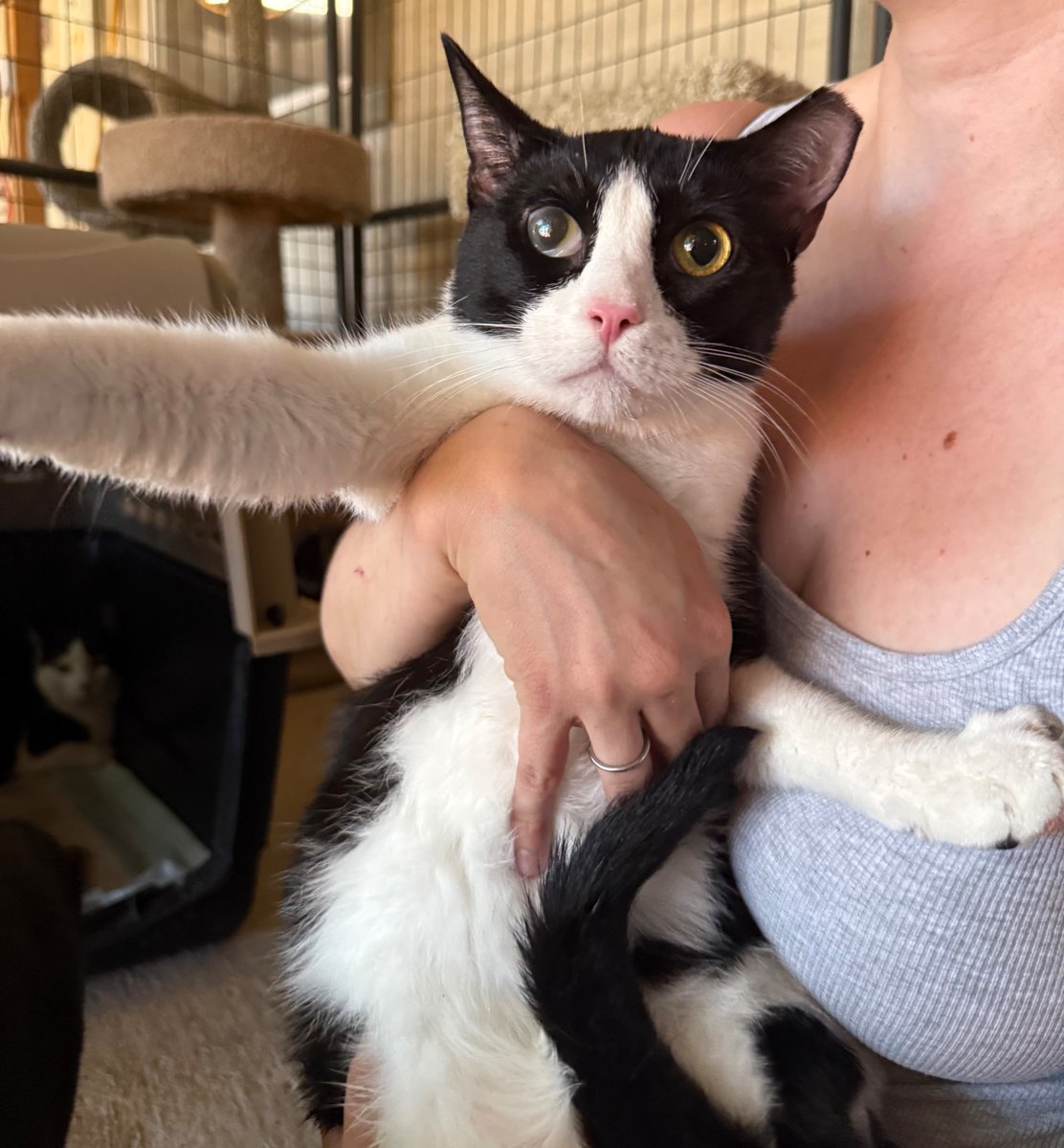 WishesRescue's tweet photo. 🚨SOS! 🚨We took in FOURTEEN from Phoenix today! We are now CLOSED for intake, but that means we have tons of cats needing vetting this week. Our last plea did not raise enough money and that was just two cats. PLEASE HELP!

Donate: https://t.co/vhrWy3gzSB https://t.co/9G0pN0wGsb