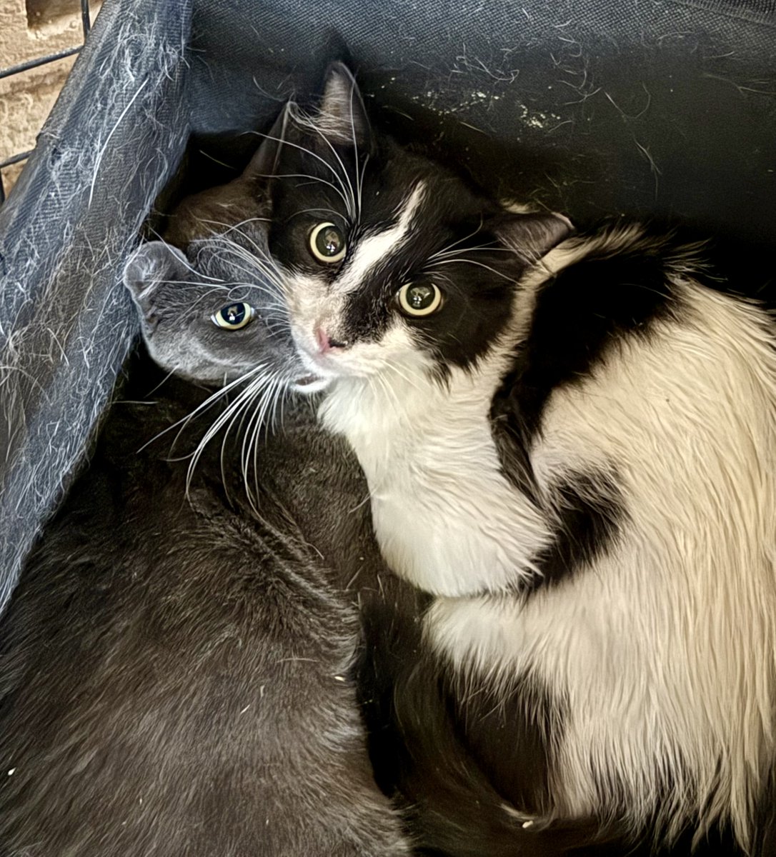 WishesRescue's tweet photo. 🚨SOS! 🚨We took in FOURTEEN from Phoenix today! We are now CLOSED for intake, but that means we have tons of cats needing vetting this week. Our last plea did not raise enough money and that was just two cats. PLEASE HELP!

Donate: https://t.co/vhrWy3gzSB https://t.co/9G0pN0wGsb