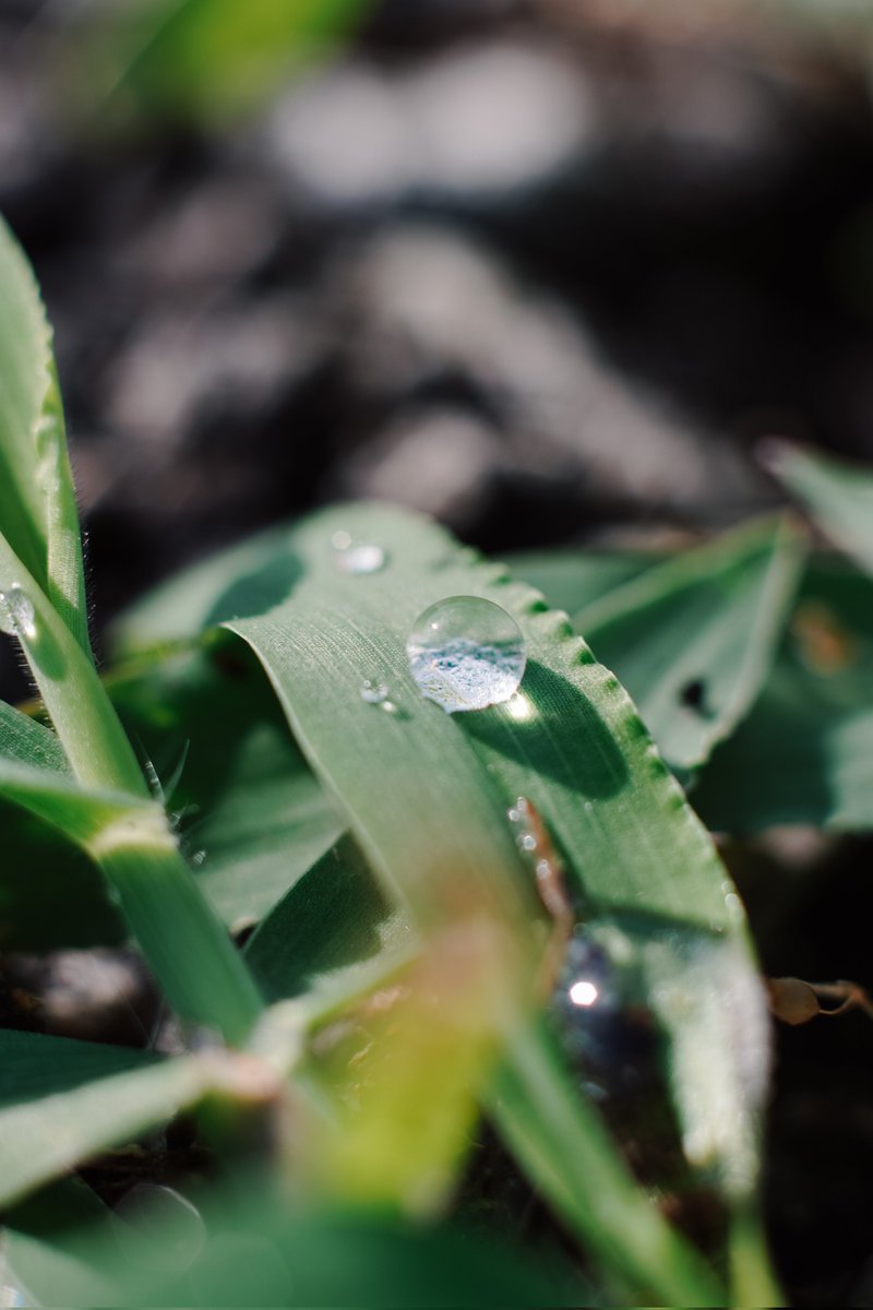 kobecrank's tweet photo. おはようございます。
オールドレンズで撮る雨上がりのしずくたち。

α6400 + Auto Yashinon DS 50mm f/1.7
#キリトリノセカイ
#写真好きな人と繋がりたい https://t.co/f7v0unvi8w