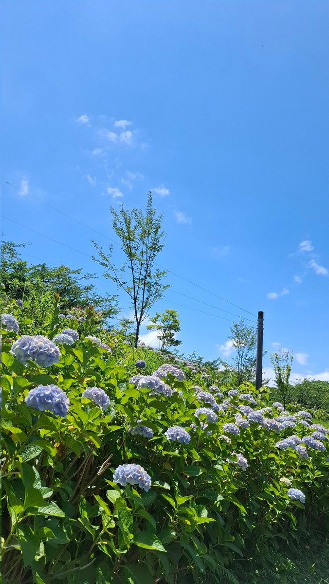 akumarina0211's tweet photo. おはようございます
#紫陽花 #空 https://t.co/X1cnhPwrqv
