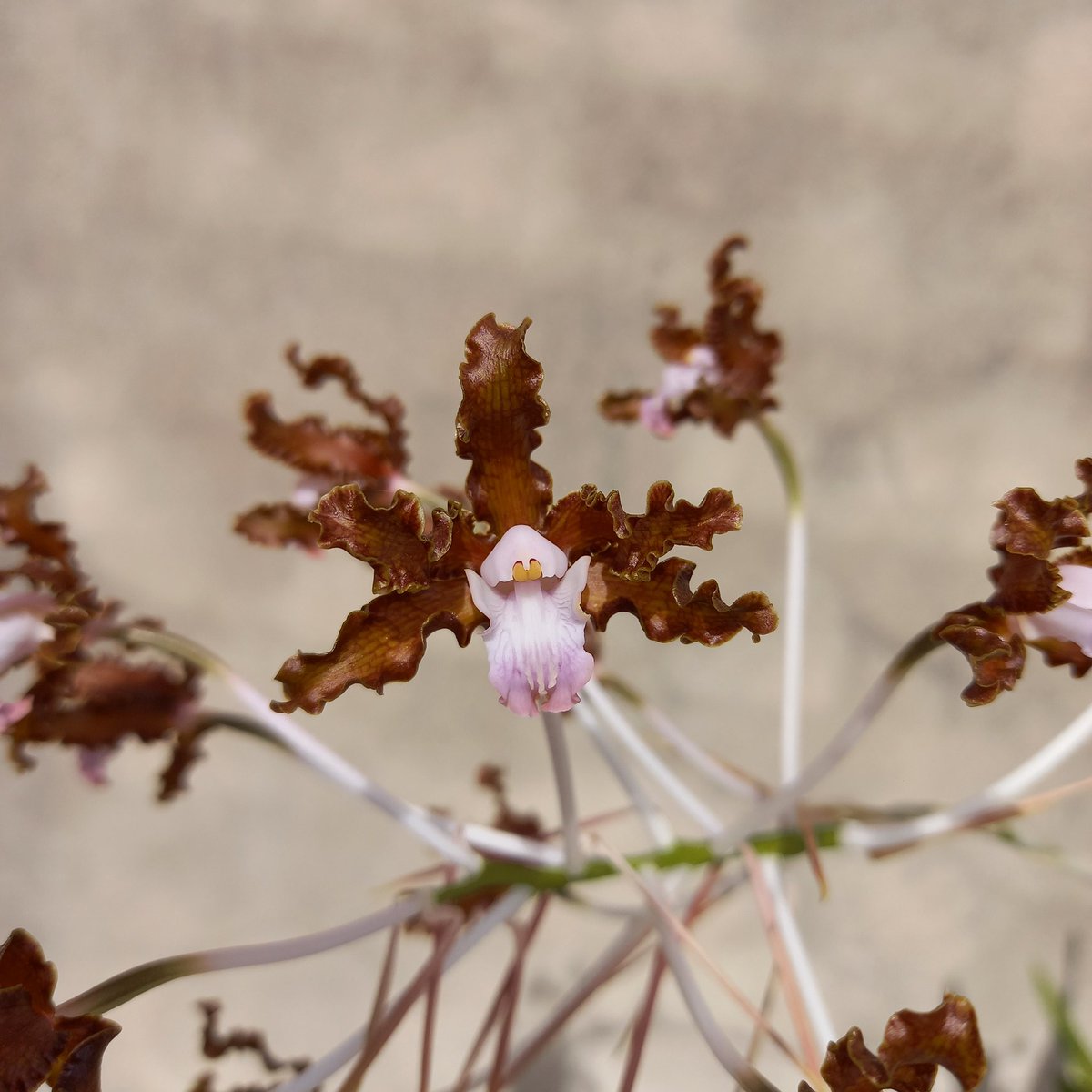 erickalbuqueoff's tweet photo. Schomburgkia crispa tipo 🤎 #orchids https://t.co/2PMpUTUDME