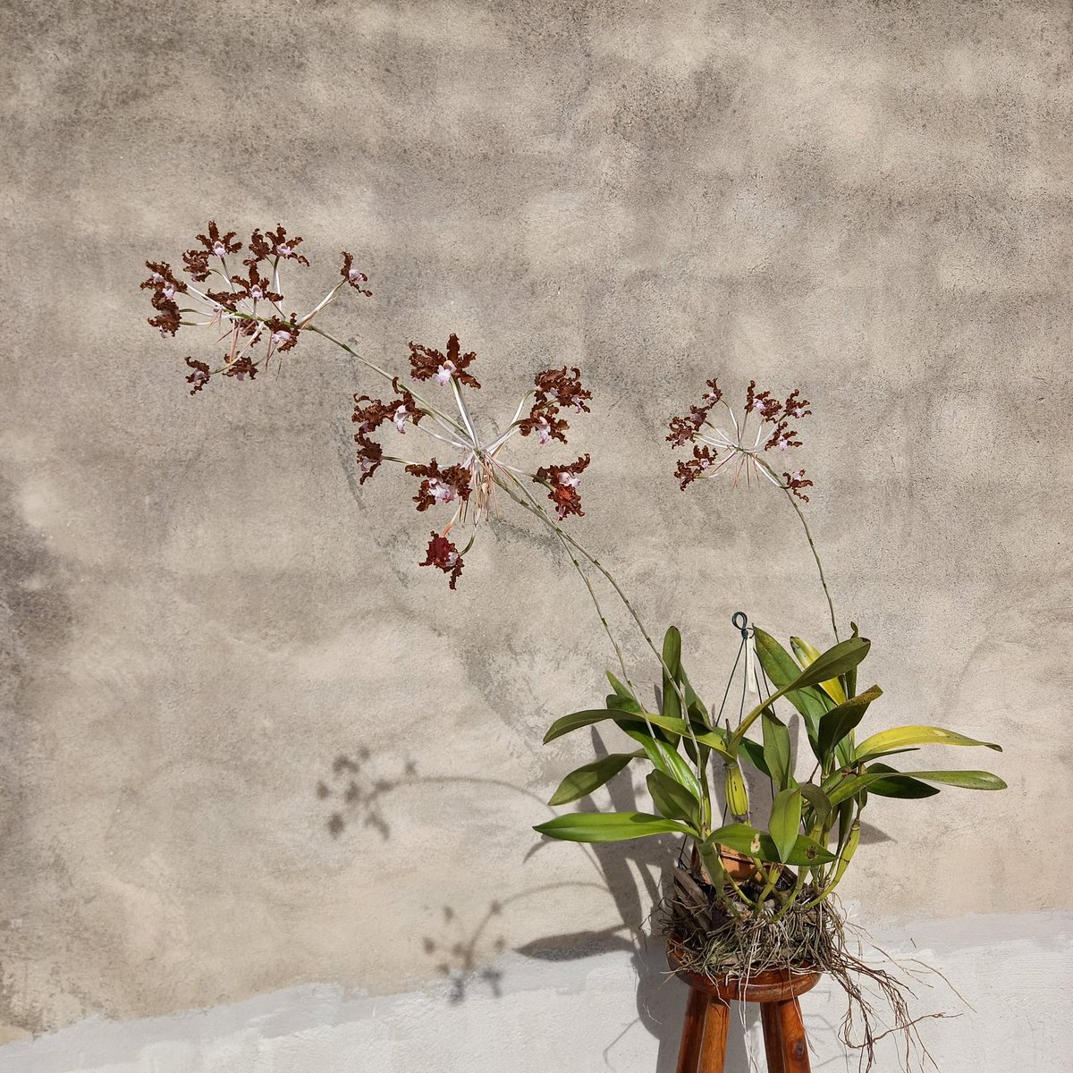 erickalbuqueoff's tweet photo. Schomburgkia crispa tipo 🤎 #orchids https://t.co/2PMpUTUDME