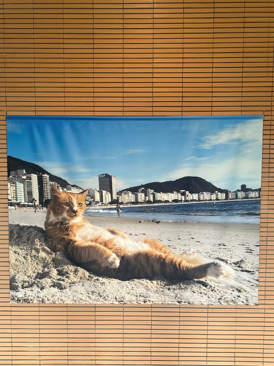本日最終日🐈】 「写真展 岩合光昭の世界ネコ歩き2」は本日最終日