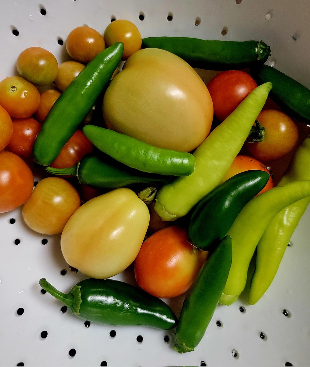 JCfollower79's tweet photo. Salsa 🫑🌶️ Time!!! #garden #salsa #gardenlife https://t.co/L2s2nxsGgg