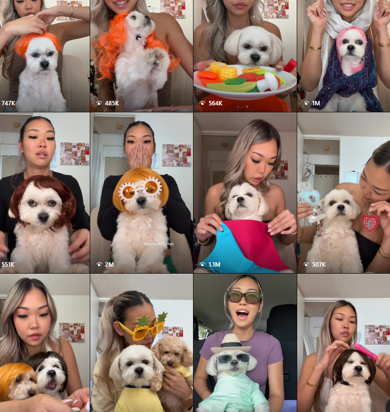 Wobble0x's tweet photo. This dog "tobi" is going viral for wearing new hair colors everyday

It even has a video with 5M likes and still gets new comments everyday:

https://t.co/wkmF6hXyUr

THIS IS PERFECT FOR COMMUNITY CULT https://t.co/D4S8bgbqXP
