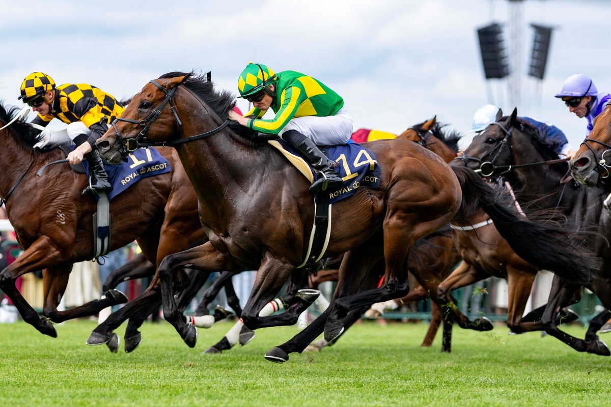 ernova_0217's tweet photo. 2026.06.20 The Queen Elizabeth II Jubilee Stakes （GI）
サトノレーヴ　R.ムーア
ほんとにあと少しだった、くやしい。
#サトノレーヴ 
#RoyalAscot https://t.co/po86iTtydj