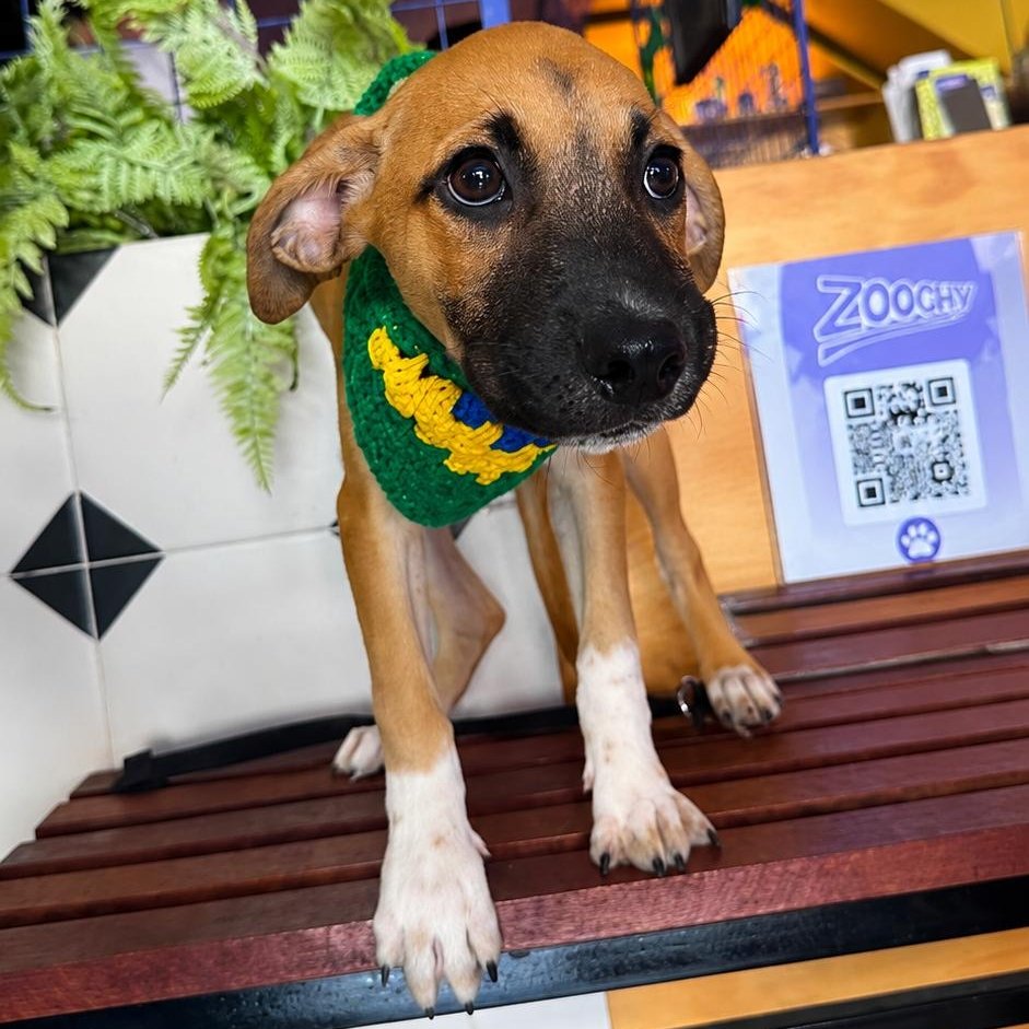 abrigojoaorosa's tweet photo. Manga é uma das bebês da Pitanga e também está em busca de um lar. 🥰 

❤️ Fêmea
❤️ 3 meses.
❤️ 3ª dose de vacina V10.
❤️ Expectativa porte médio 

Como resistir? 🧡

Para adotar, entre em contato exclusivamente via mensagem de texto pelo WhatsApp, com os números a seguir: https://t.co/uPMwXQTQlz