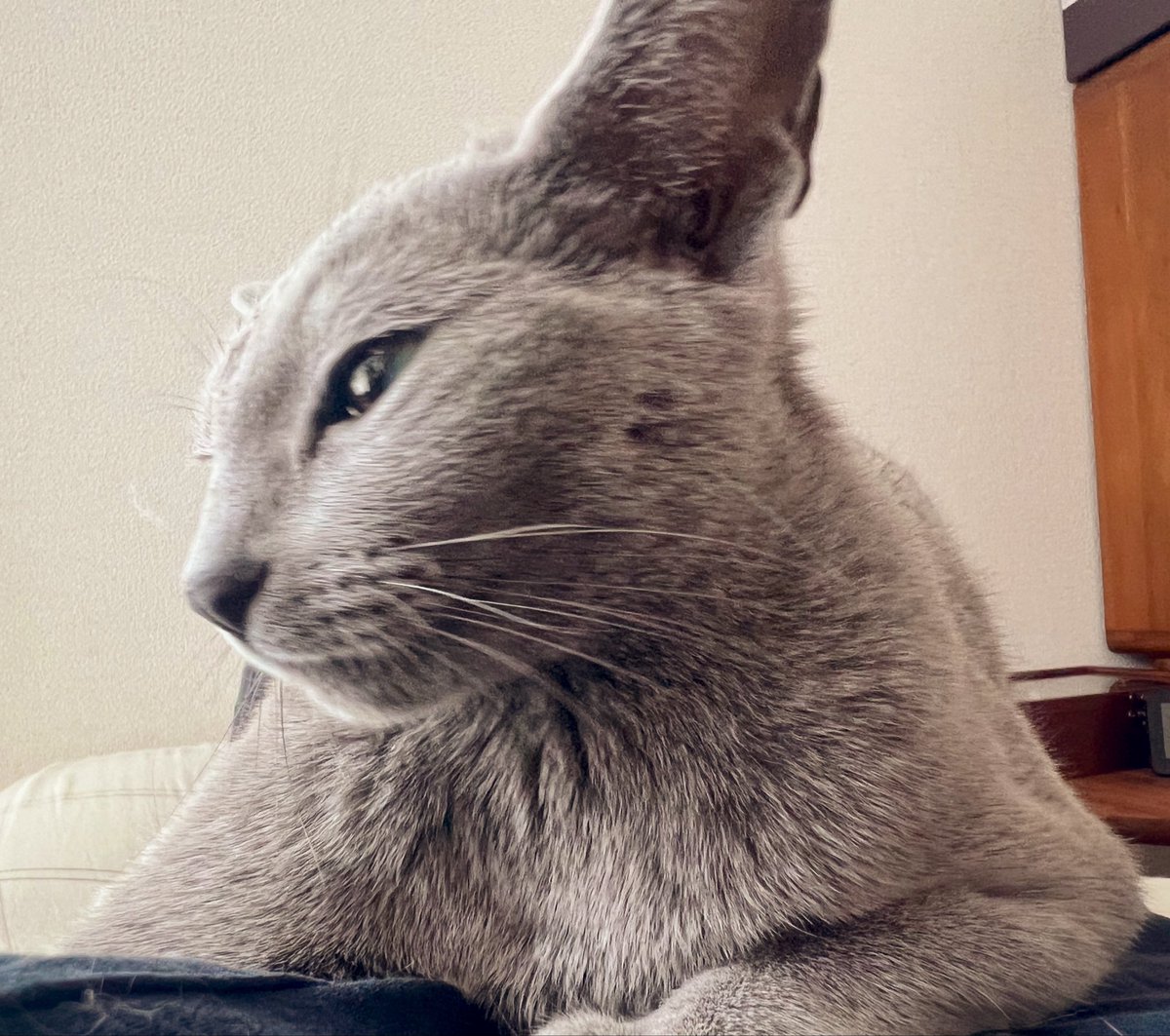 shinaumiumi's tweet photo. ロシアンブルーは全然鳴かないと聞いてたんですが、モモはめちゃくちゃお喋りで感情表現豊かで、お姫様の声からババアの声まで使い分けて言いたいことを伝えてくるのですごいです　女優すぎる…魚座だから…？スミレは嬉しくても悲しくても鈴を鳴らしたようなかわゆい声しか出せません　牡牛座だから… https://t.co/hbSbyknM0n