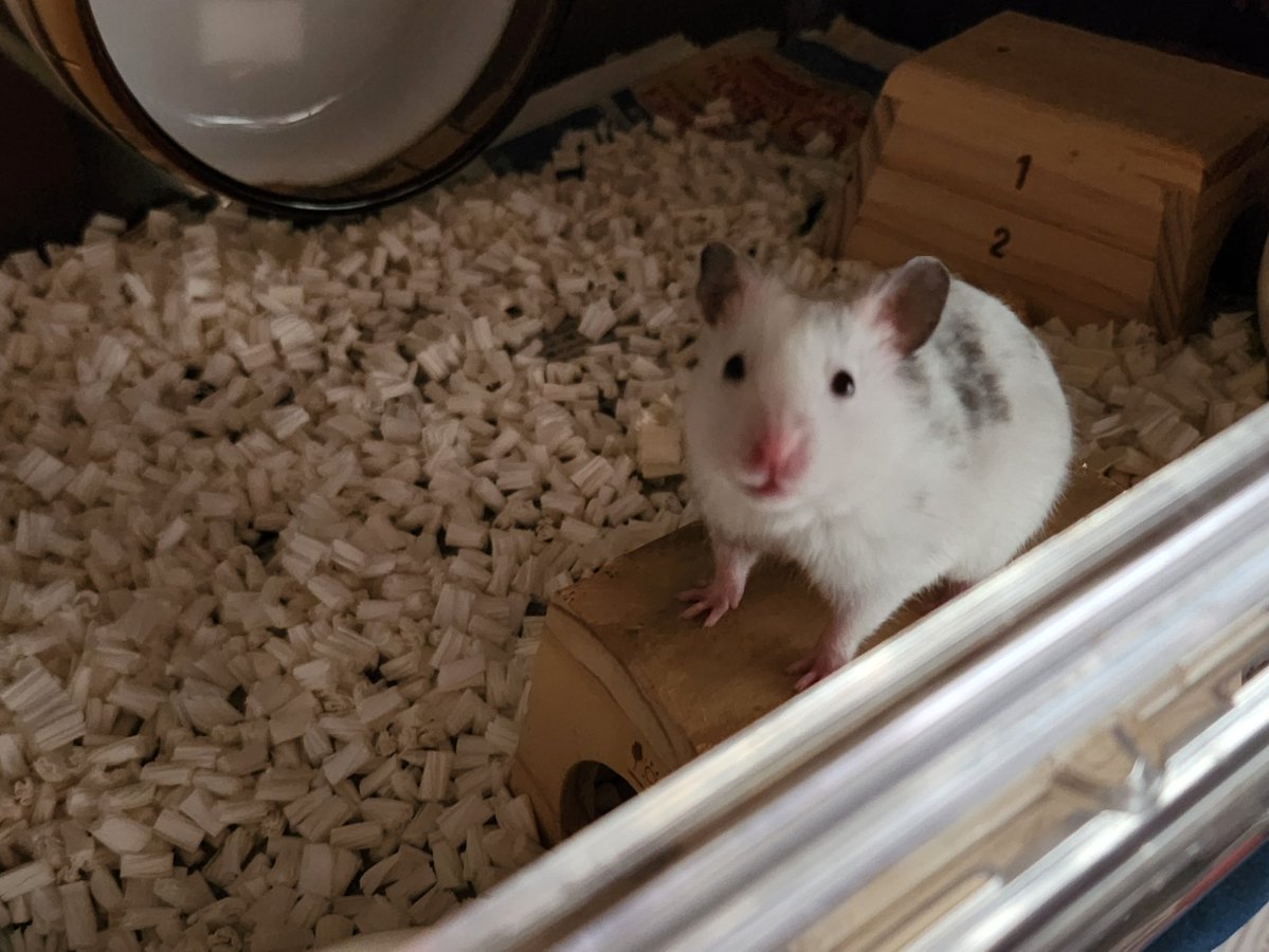 新たに家族になった豆大福ちゃん(名前)