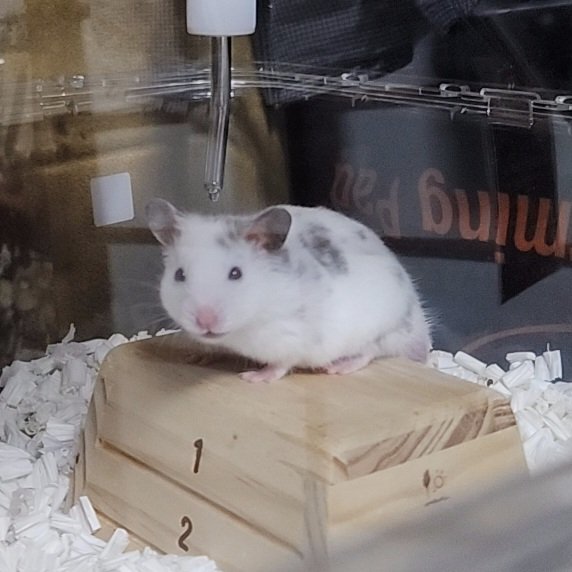 新たに家族になった豆大福ちゃん(名前)