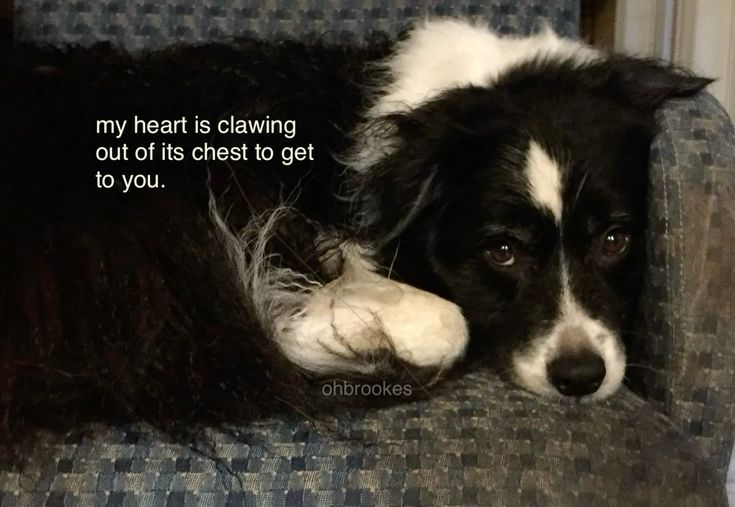 DoggyPosting's tweet photo. my heart is hurting https://t.co/FuxpCWNOmH