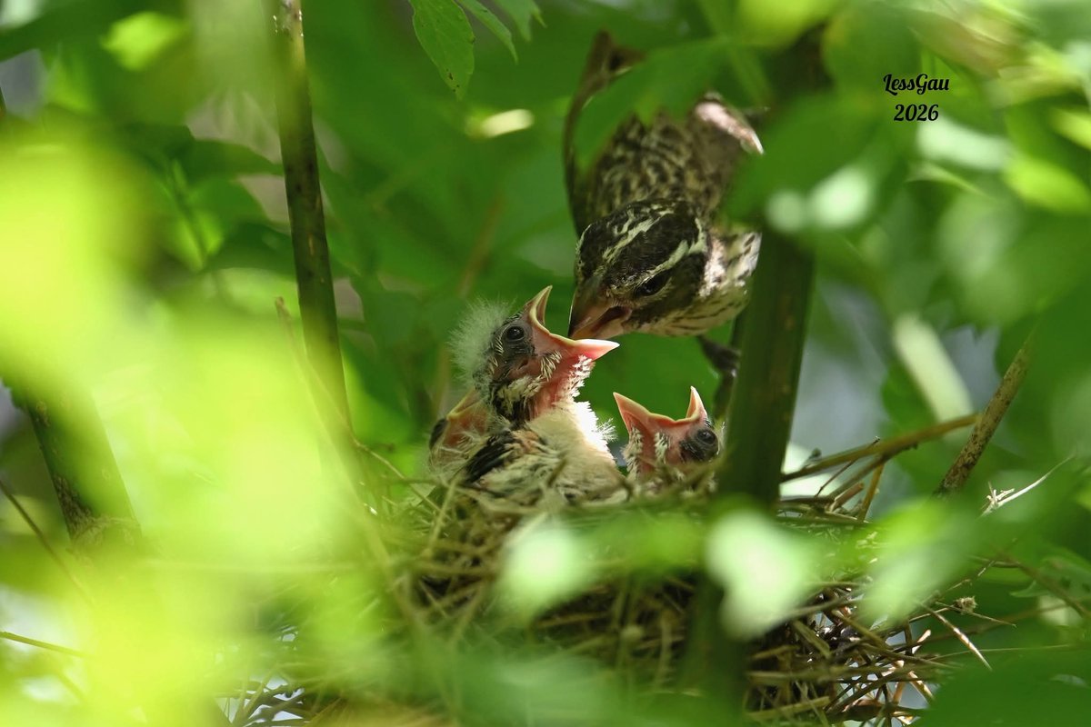 ManneLess's tweet photo. Cardinal à poitrine rose 
Au cœur de la nature, la vie s'éveille avec une délicatesse infinie… et une force qui ne cesse de m'émerveiller.
Juin 2026
#Québec #oiseau #photographie https://t.co/wetht4xpBT
