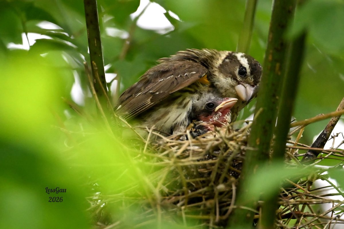 ManneLess's tweet photo. Cardinal à poitrine rose 
Au cœur de la nature, la vie s'éveille avec une délicatesse infinie… et une force qui ne cesse de m'émerveiller.
Juin 2026
#Québec #oiseau #photographie https://t.co/wetht4xpBT