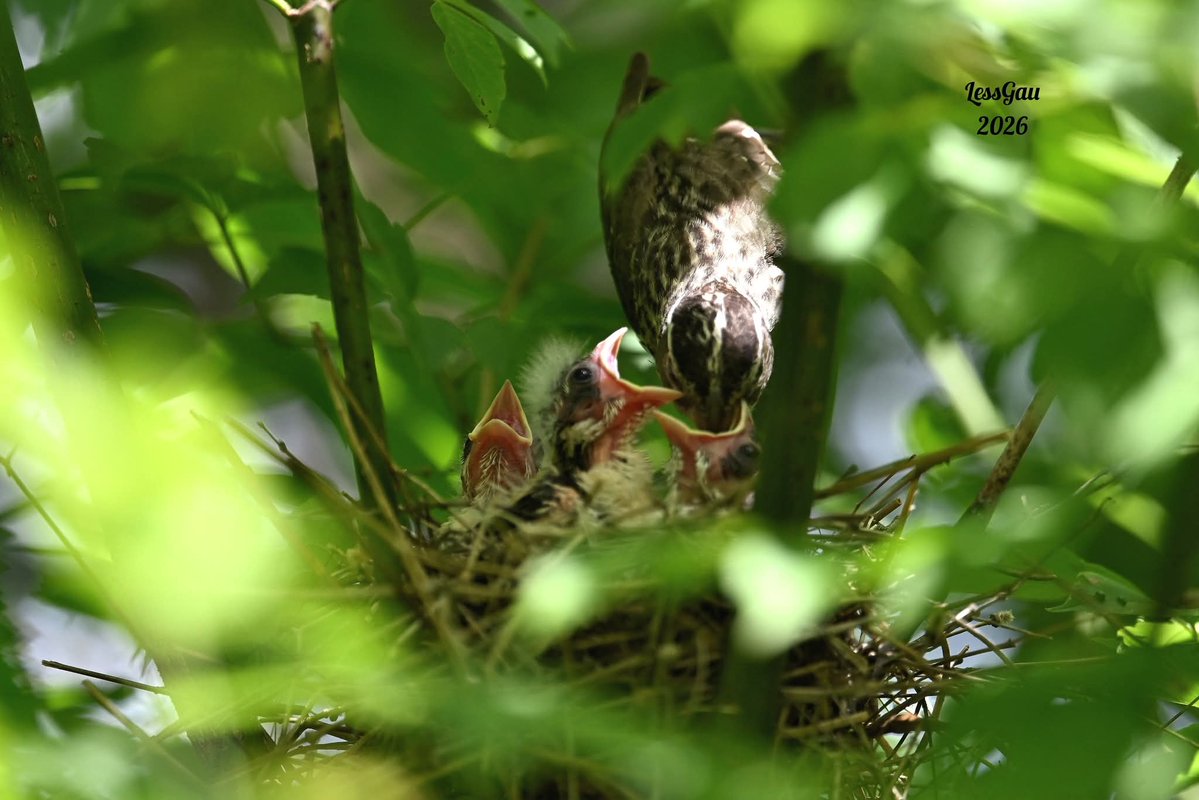 ManneLess's tweet photo. Cardinal à poitrine rose 
Au cœur de la nature, la vie s'éveille avec une délicatesse infinie… et une force qui ne cesse de m'émerveiller.
Juin 2026
#Québec #oiseau #photographie https://t.co/wetht4xpBT