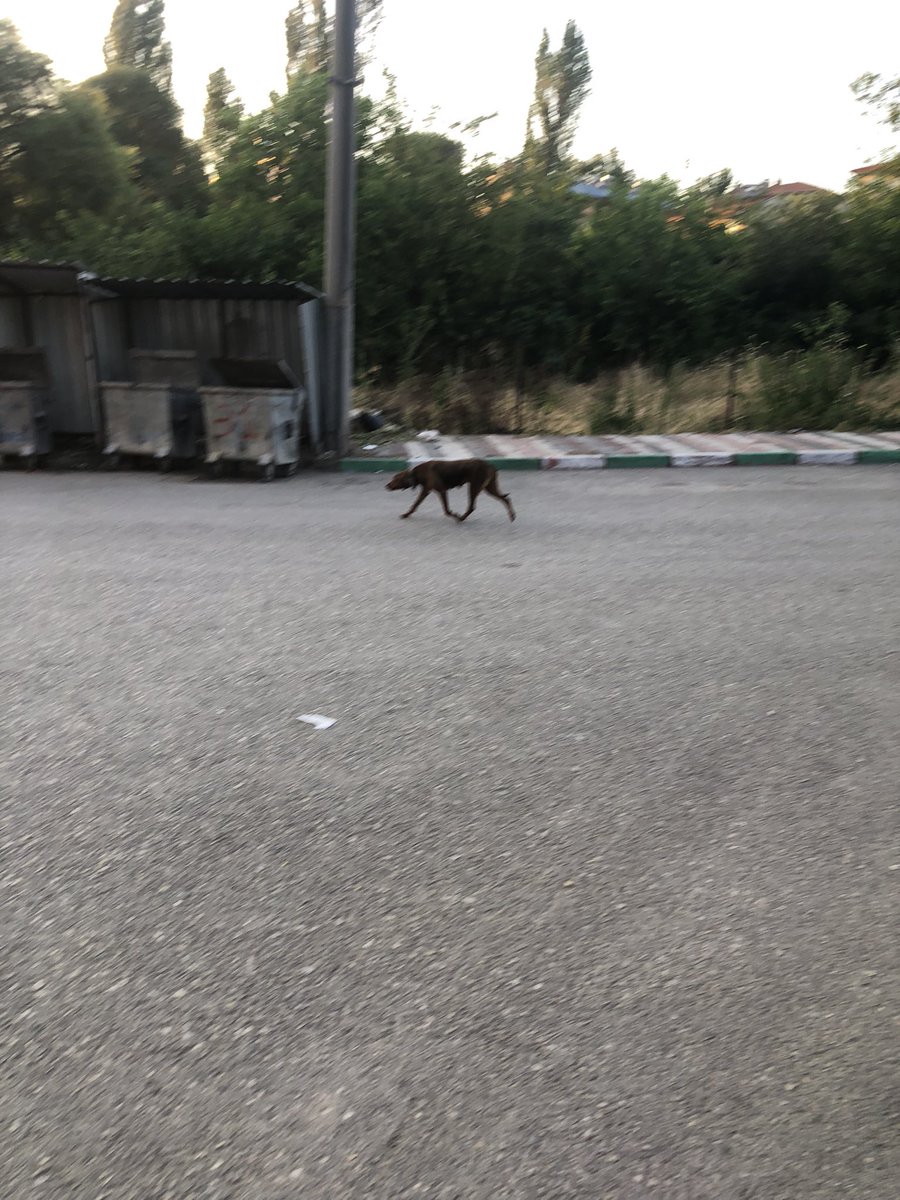 BulutGulcuN's tweet photo. Takipçi mesajı: Bursa Orhaneli ‘nde bu gün bir köpek bir kadına saldırmış, vatandaşlar yetişmiş kurtarmış. Haberiniz bile olmadı…
#başıboşköpekterörü https://t.co/PVE26wfVAp