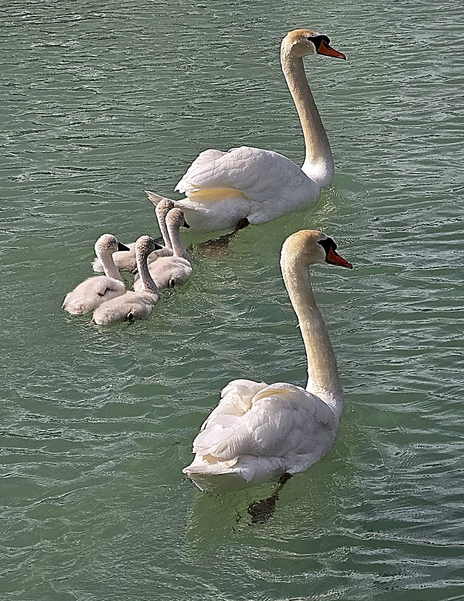 SojkaAnn's tweet photo. Happy Family going for a morning swim.🦢🦢🦢🦢 https://t.co/dpxbx794So