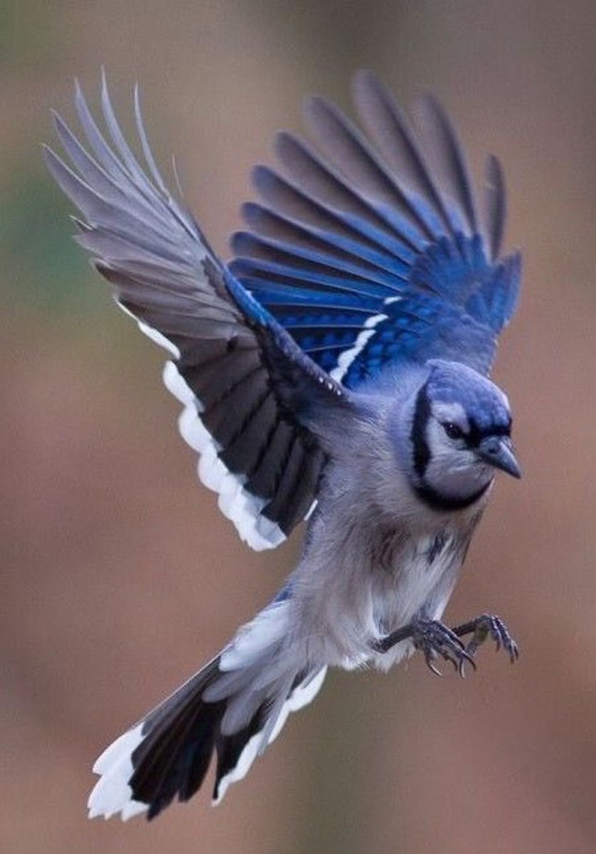 FinlayDave's tweet photo. That’s more like it Boys!!

#BoysOfSummer #BlueJays50 https://t.co/RONm3jgJCZ
