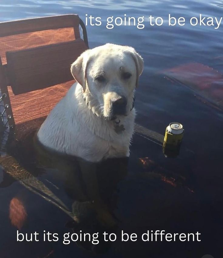 DoggyPosting's tweet photo. different is okay... https://t.co/QUWYhkzMOT