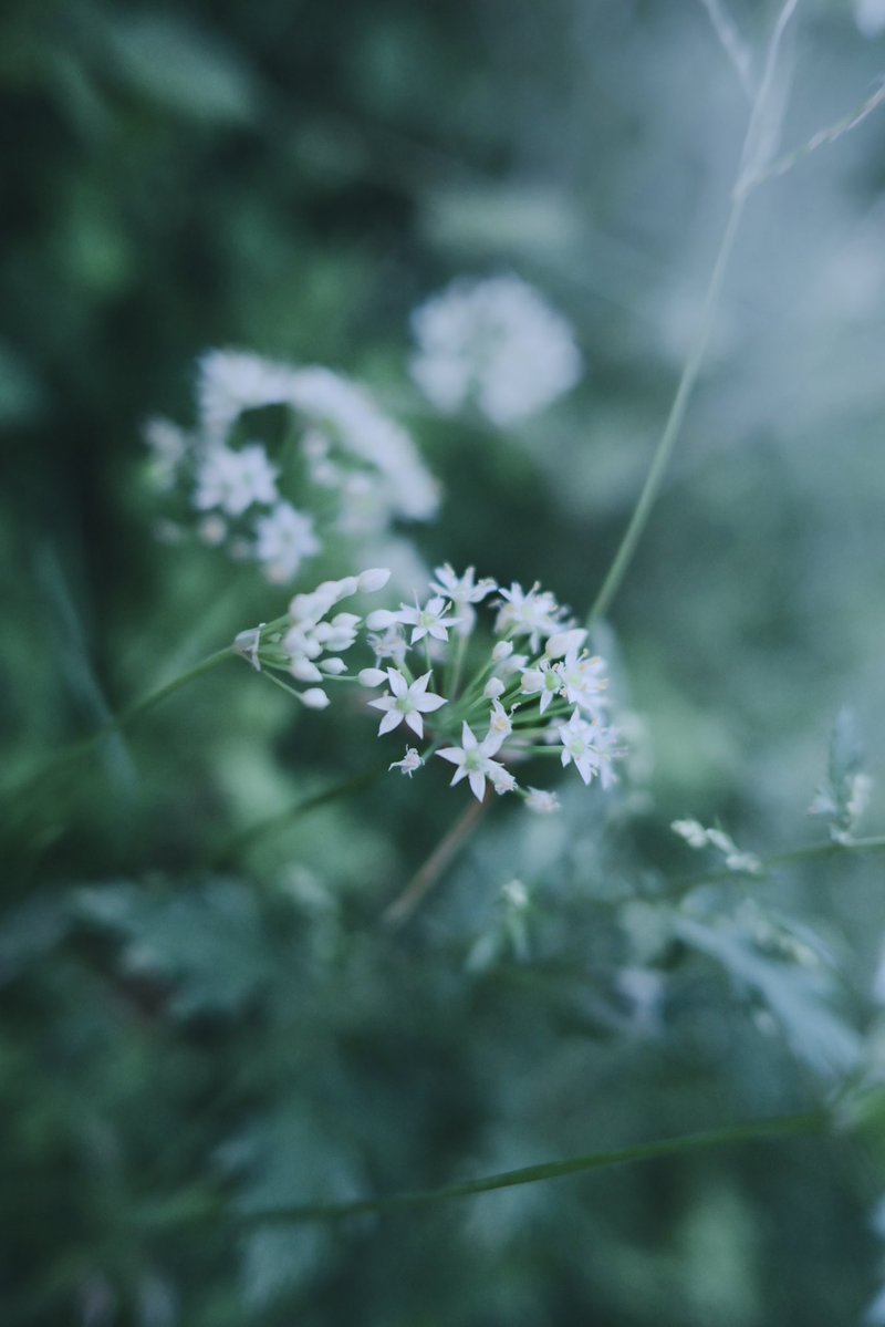 licot_tocco's tweet photo. おはようございます。
今日も良い1日を☺︎︎

#花の写真   #スナップ写真 https://t.co/KgCbVa3H8o