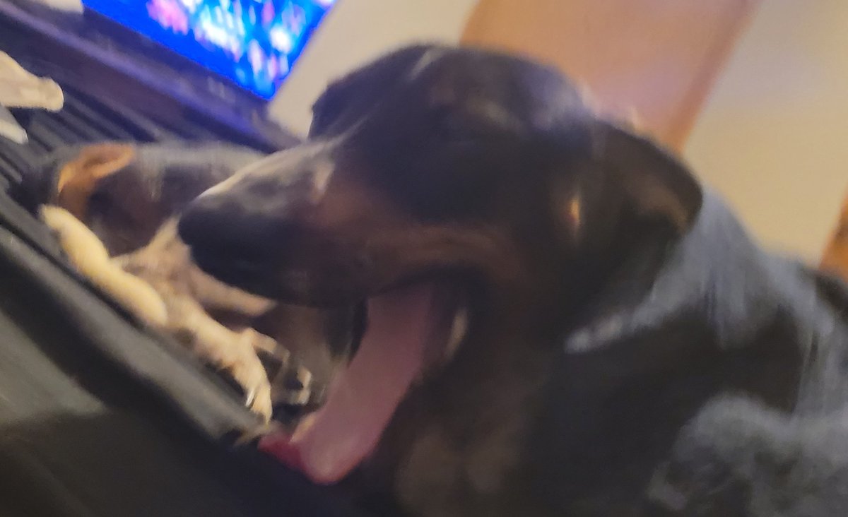 luckauthor's tweet photo. Her body could no longer function due to a medical issue. She had to be put to sleep 30 minutes ago.

My boy was eldery, and literally just dropped dead after suddenly becoming ill. I have 1 pup left, as seen below. I've been absent from social media due to personal issues. https://t.co/CIf7KCu9Sj