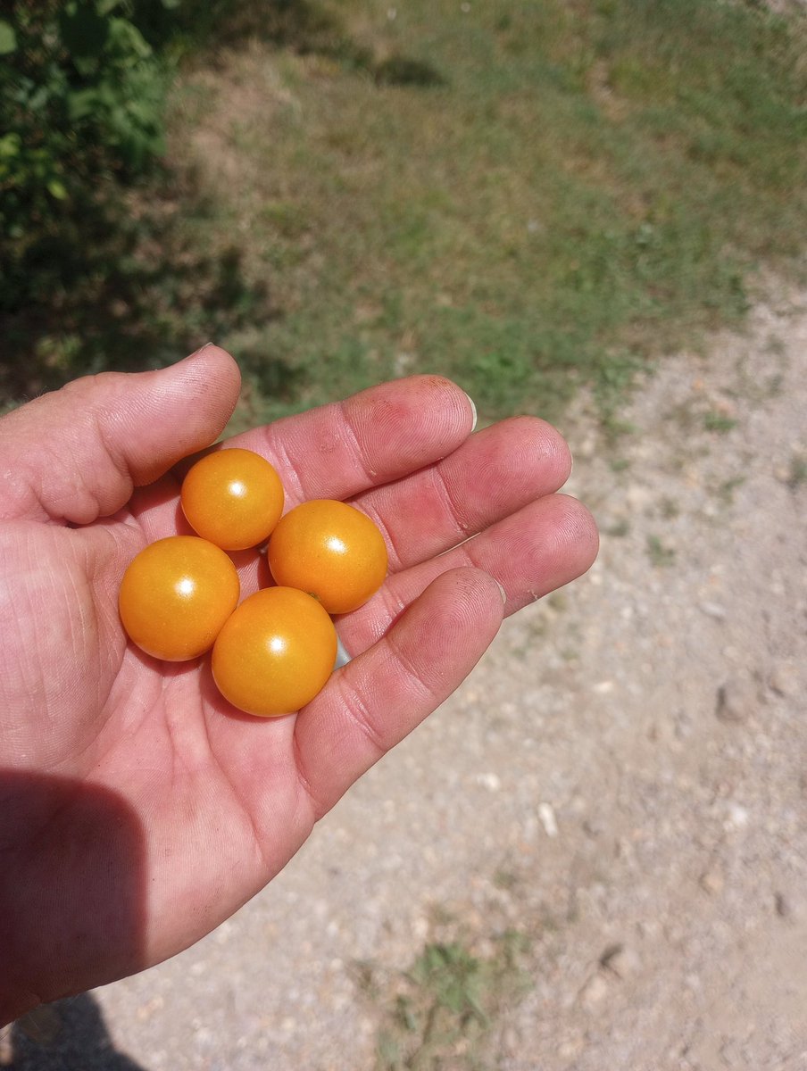 Farm Boy tweet media