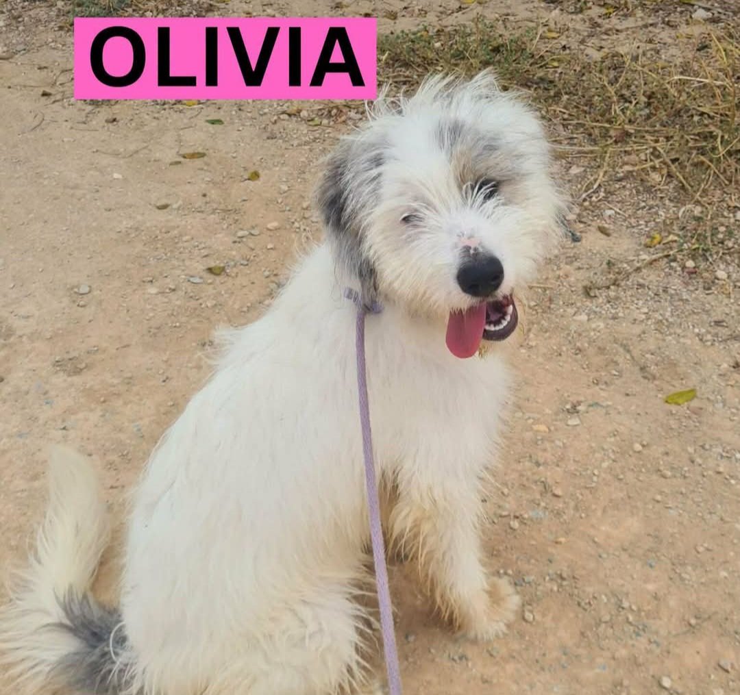 MarioliRm's tweet photo. Murcia
Esta es Oliva de 6 meses de edad,es un poco terca 🤣,pasea muy bien pero si no se sale con la suya te mordisquea
Pesa 12 kg es preciosa,amigable y cariñosa🩷,solo hay que educarla es una cachorra.
La das un hogar y mucho cariño?🙏
Contacta https://t.co/eO0s2hEW94 https://t.co/ZM8Gnn74iv