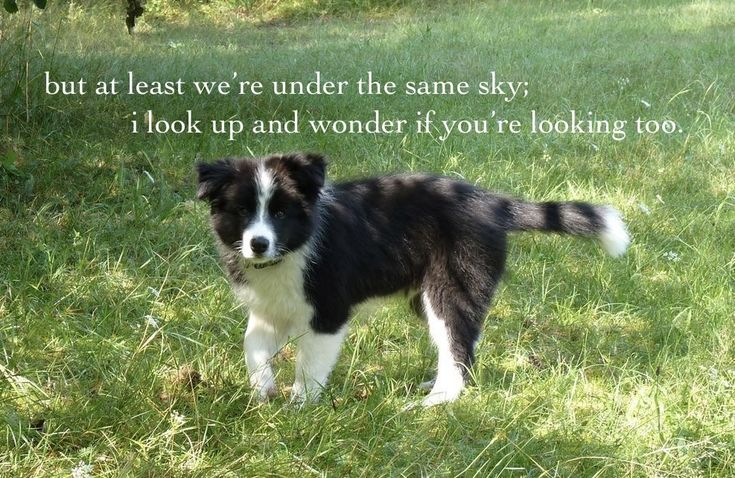 DoggyPosting's tweet photo. every time i look up it makes me feel better knowing we are looking at the same things https://t.co/B0WlPUm4oJ