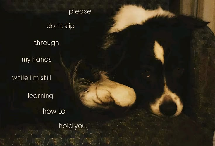 DoggyPosting tweet picture