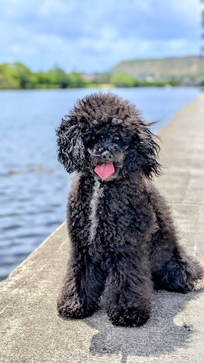 DonnyGoines's tweet photo. I'm so blessed to have this little one in my life.

I can't speak on others, but personally I'm pursuing God's purpose first. What I've learned is that as I follow him he leads me to joy. 

I have a puppy, live in Hawaii and cruise on my moped most of the time.

God is great 🙏🏾 https://t.co/YHhkbzNs5Y