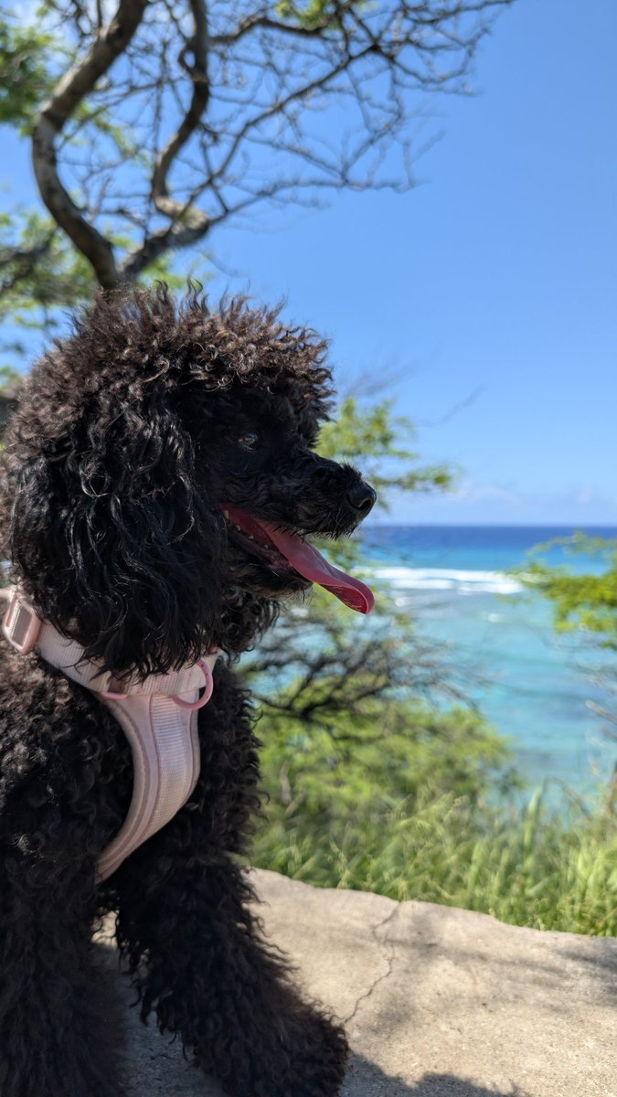 DonnyGoines's tweet photo. I'm so blessed to have this little one in my life.

I can't speak on others, but personally I'm pursuing God's purpose first. What I've learned is that as I follow him he leads me to joy. 

I have a puppy, live in Hawaii and cruise on my moped most of the time.

God is great 🙏🏾 https://t.co/YHhkbzNs5Y