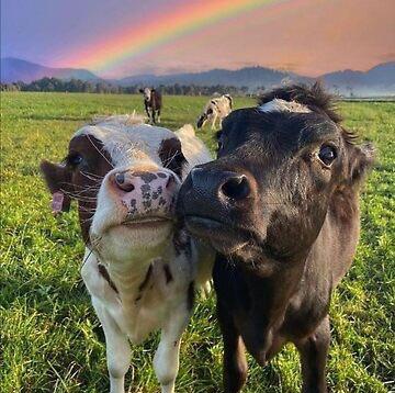 strangefactcore's tweet photo. Daily Unusual Fact #3

Cows have actual best friends you know. Cows form close friendships and get really sad when separated from their best friend. https://t.co/qXMu69demV