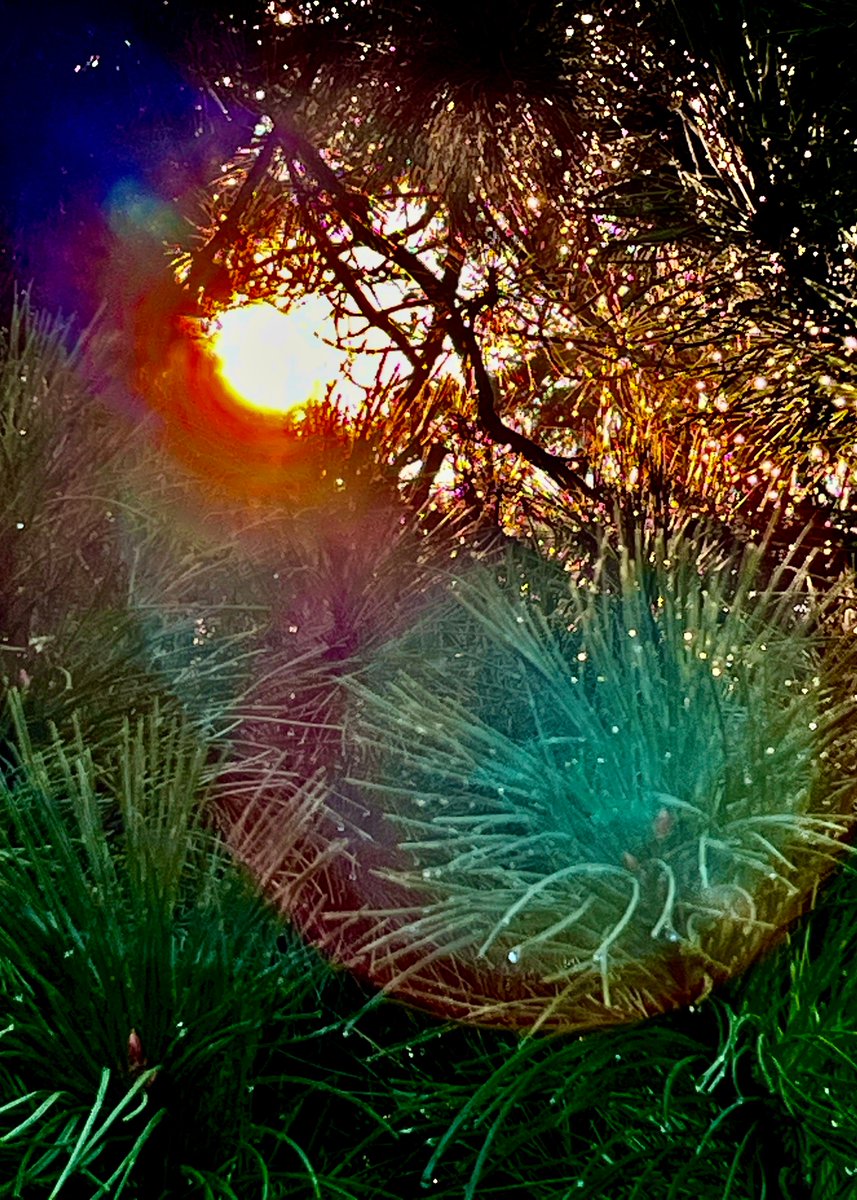 Daster31's tweet photo. [Woke up to golden sunlight filtering through pine trees, the smell of campfire in the air, and a cup of hot coffee in hand—this is the kind of calm I’ve been chasing all year. ]， https://t.co/Q52pe3WeBK