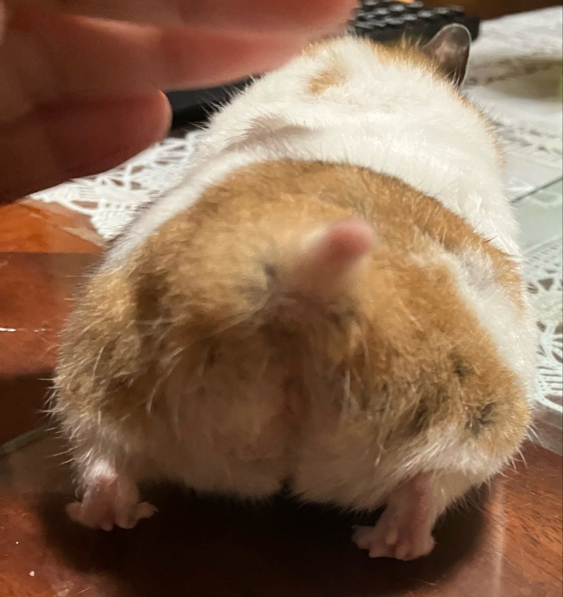 mouse10162 tweet picture