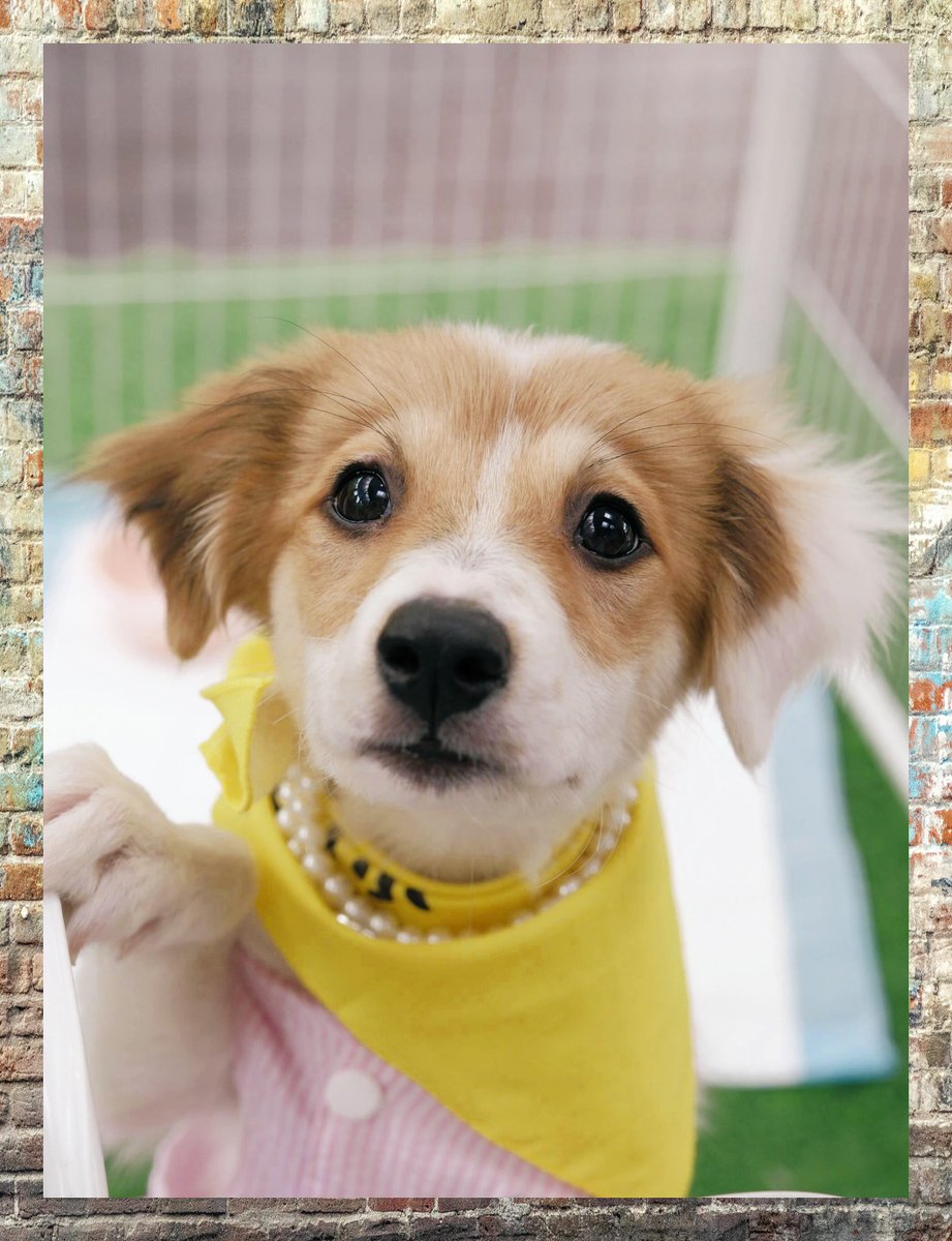 YGkdGUdsQMZKkTc's tweet photo. My tiny pup who was once hiding in my palm has grown into a goofy, playful buddy that waits by the door every night—love this little journey of paws and snuggles! https://t.co/EtA6XkBk2w