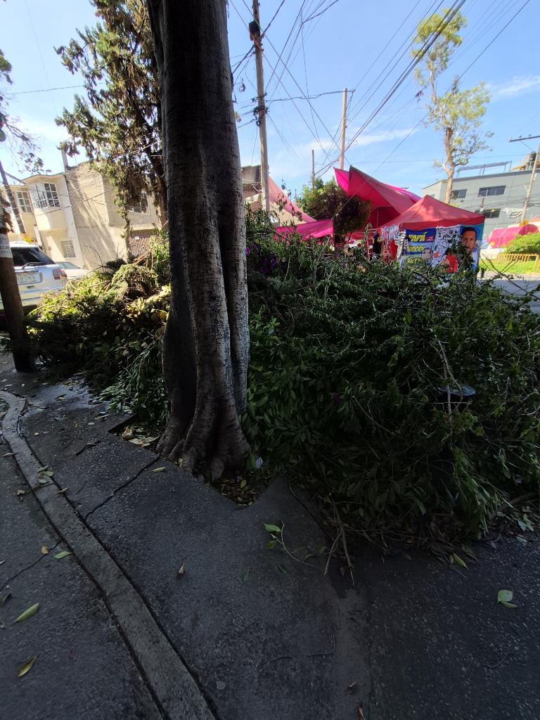magdolinyta's tweet photo. @IztacalcoAl hace unas semanas vinieron a cortar los árboles de la calle chicle col granjas mexico... y es fecha que aún no recolectan los restos, impidiendo el paso a peatones y acumulando basura. Pueden mandar a alguien @LourdesPaz24 #manitadegato https://t.co/OeIgnSFGEU