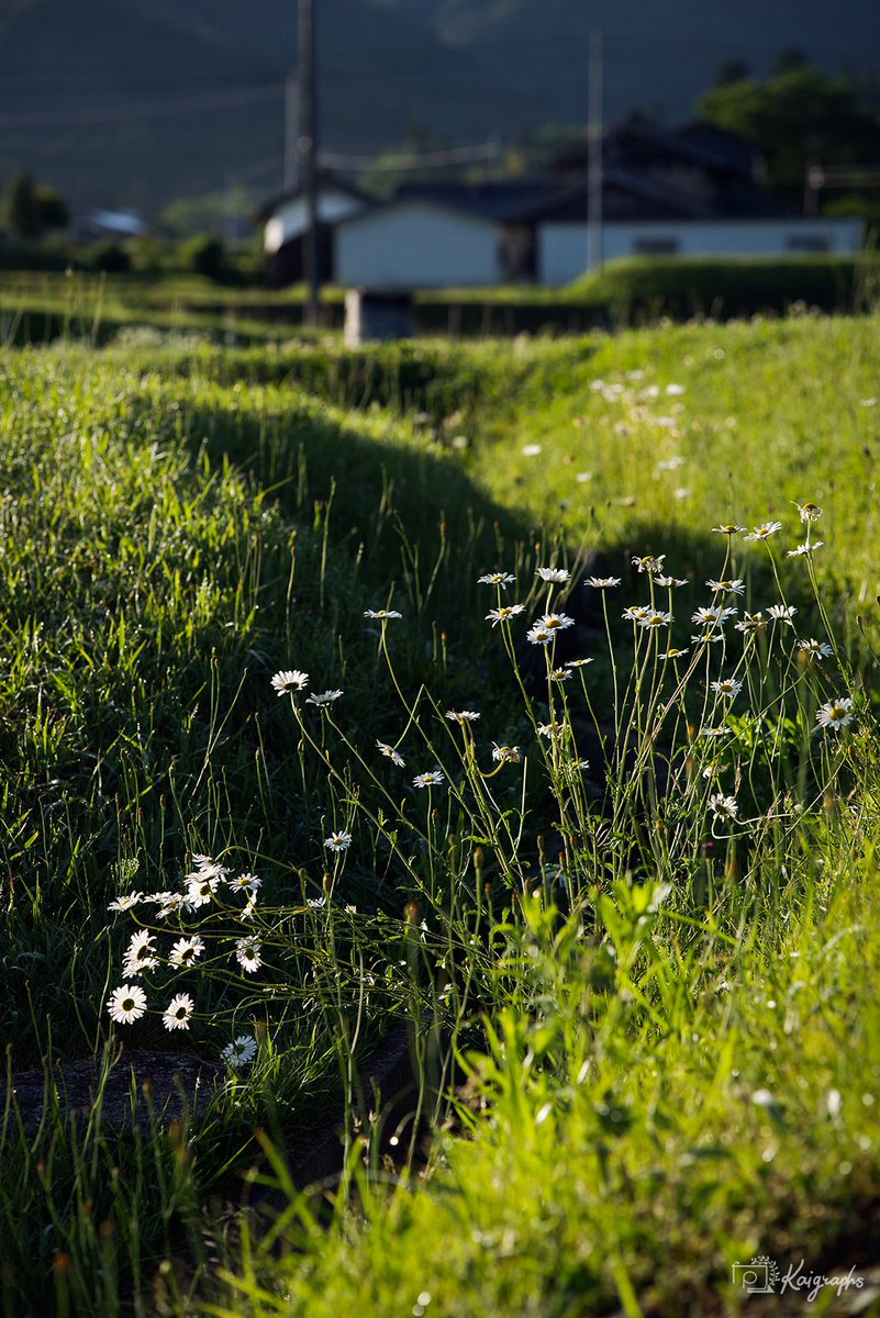 mobius100's tweet photo. 田舎
#pentax #写真好きな人と繋がりたい #ファインダー越しの私の世界 #田舎 #阿木 https://t.co/t7z0ndrLE1