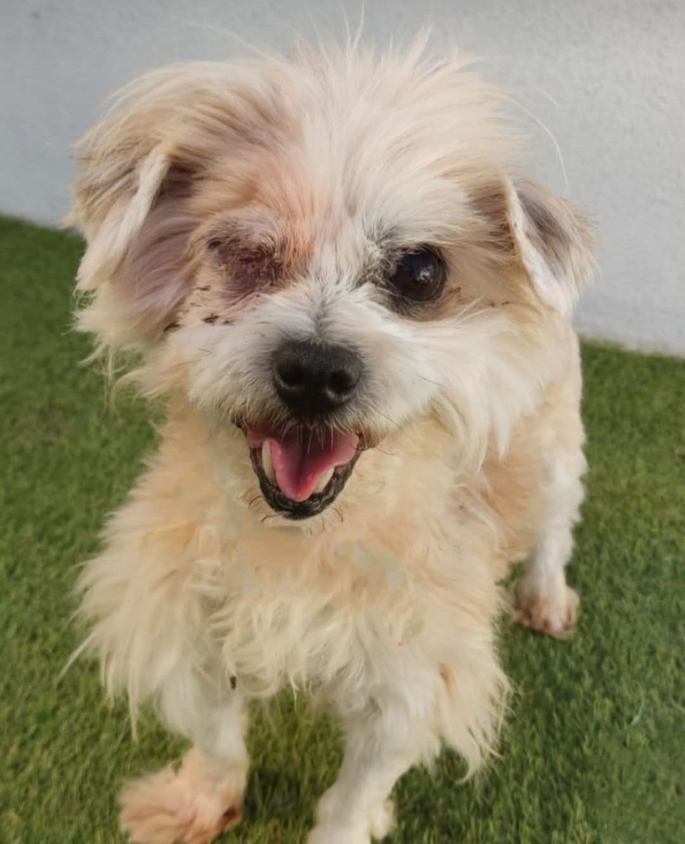 MarioliRm's tweet photo. DIFUSION
Esta es Lila de 10 años en Pontevedra,ha tenido un pasado horrible😥.
La pobre ha sufrido mucho y merece un hogar gentil y cariñoso que le de una buena vida y asi olvidar..te animas a darselo?🙏
Puede 🚗
Contacta ☎️ 687209035
Gracias https://t.co/KbDgQYOGjd